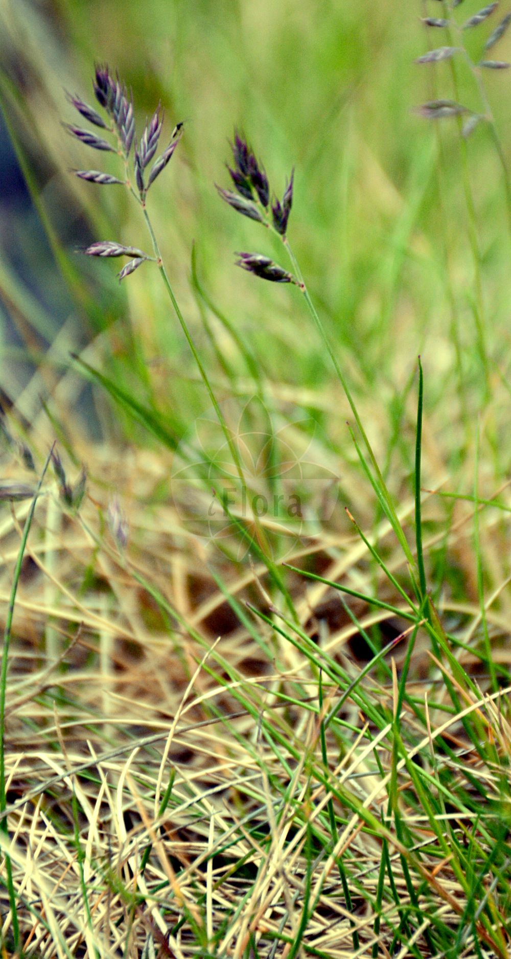 Foto von Festuca violacea (Violetter Schwingel). ---- Photo of Festuca violacea (Violetter Schwingel).(Festuca violacea,Violetter Schwingel,Festuca violacea,Violetter Schwingel,Violettschwingel,Festuca,Schwingel,Fescue,Poaceae,Süßgräser,Grass family)