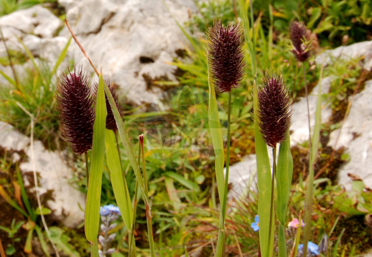 Foto von Phleum rhaeticum (Graubündener Lieschgras - Alpine Cat's-tail). Das Foto wurde in Kleinwalsertal, Mittelberg, Vorarlberg, Österreich, Alpen aufgenommen. ---- Photo of Phleum rhaeticum (Graubündener Lieschgras - Alpine Cat's-tail). The picture was taken in Kleinwalsertal, Mittelberg, Vorarlberg, Austria, Alps.(Phleum rhaeticum,Graubündener Lieschgras,Alpine Cat's-tail,Phleum rhaeticum,Graubuendener Lieschgras,Raetisches Lieschgras,Alpine Cat's-tail,Phleum,Lieschgras,Timothy,Poaceae,Süßgräser,Grass family)