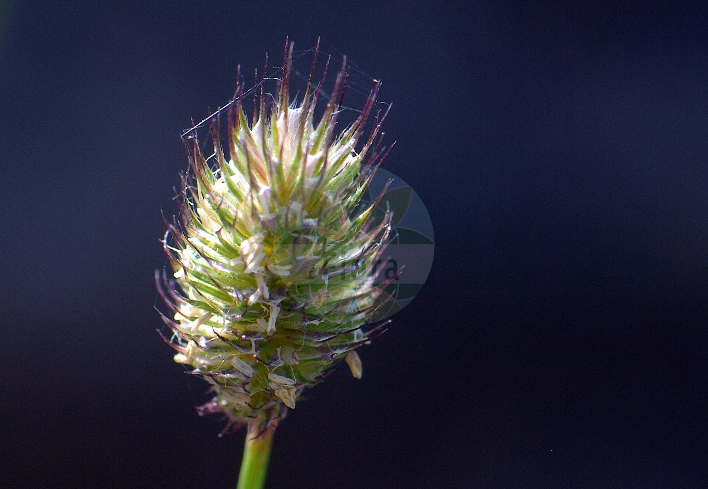 Foto von Phleum alpinum (Alpen-Lieschgras - Alpine Cat's-tail). Das Foto wurde in Göteborg, Schweden aufgenommen. ---- Photo of Phleum alpinum (Alpen-Lieschgras - Alpine Cat's-tail). The picture was taken in Gothenburg, Sweden.(Phleum alpinum,Alpen-Lieschgras,Alpine Cat's-tail,Phleum alpinum,Phleum commutatum,Phleum pratense subsp. commutatum,Alpen-Lieschgras,Kahlgrannen-Lieschgras,Alpine Cat's-tail,Alpine Timothy,Mountain Timothy,Phleum,Lieschgras,Timothy,Poaceae,Süßgräser,Grass family)