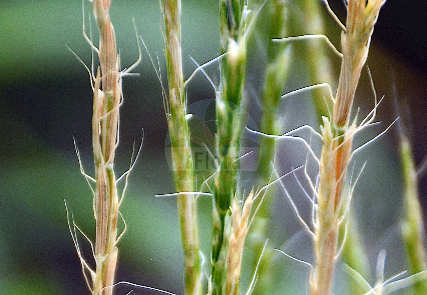 Foto von Gaudinia fragilis (Zerbrechlicher Ährenhafer - French Oat-grass). Das Foto wurde in Dresden, Sachsen, Deutschland aufgenommen. ---- Photo of Gaudinia fragilis (Zerbrechlicher Ährenhafer - French Oat-grass). The picture was taken in Dresden, Sachsen, Germany.(Gaudinia fragilis,Zerbrechlicher Ährenhafer,French Oat-grass,Avena fragilis,Gaudinia filiformis,Gaudinia fragilis,Meringurus africanus,Zerbrechlicher Ährenhafer,Ährenhafer,French Oat-grass,Fragile Oat,Gaudinia,Ährenhafer,Fragile Oat,Poaceae,Süßgräser,Grass family)