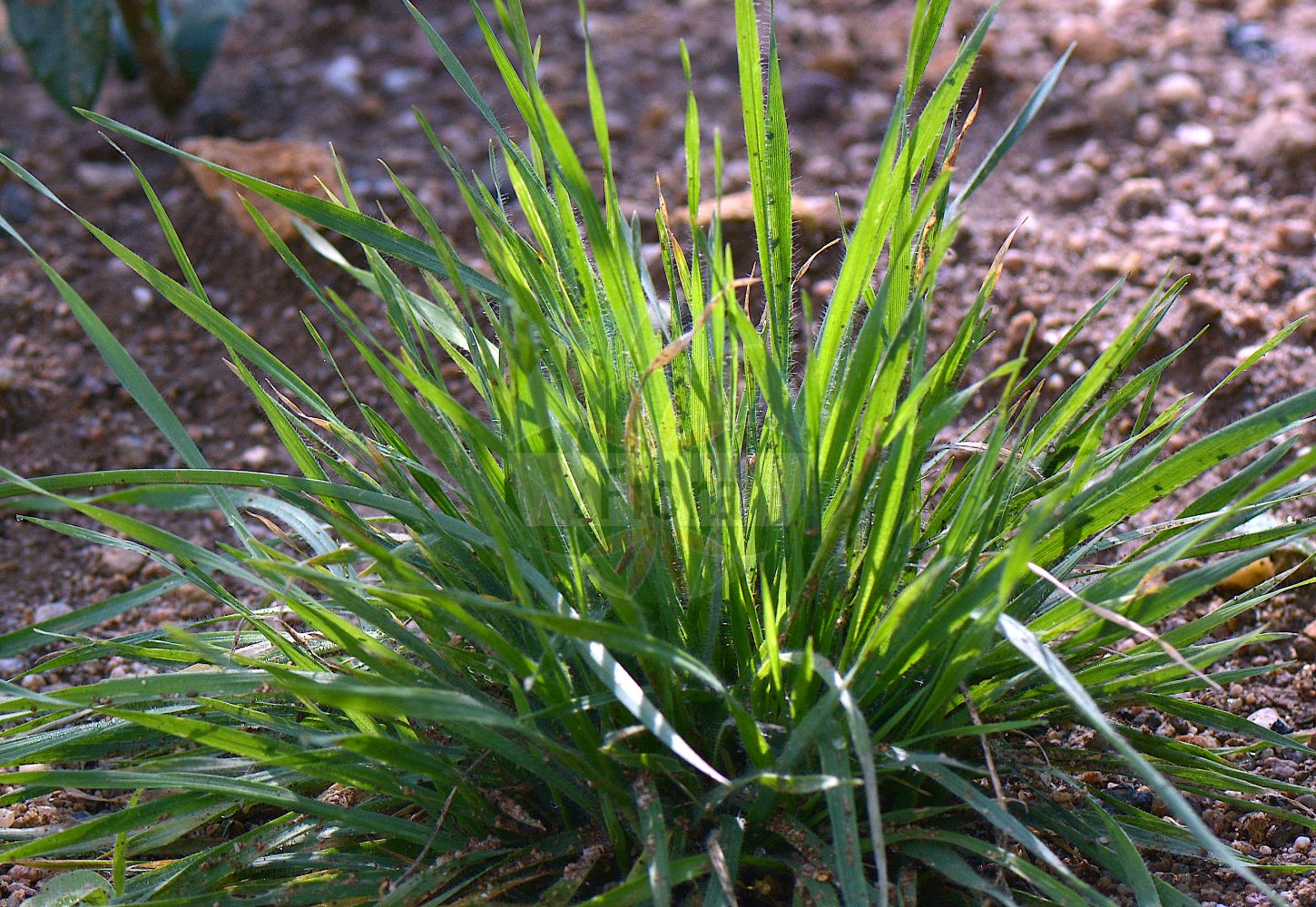 Foto von Gaudinia fragilis (Zerbrechlicher Ährenhafer - French Oat-grass). Das Foto wurde in Nancy, Grand Est, Frankreich aufgenommen. ---- Photo of Gaudinia fragilis (Zerbrechlicher Ährenhafer - French Oat-grass). The picture was taken in Nancy, Grand Est, France.(Gaudinia fragilis,Zerbrechlicher Ährenhafer,French Oat-grass,Avena fragilis,Gaudinia filiformis,Gaudinia fragilis,Meringurus africanus,Zerbrechlicher Ährenhafer,Ährenhafer,French Oat-grass,Fragile Oat,Gaudinia,Ährenhafer,Fragile Oat,Poaceae,Süßgräser,Grass family)