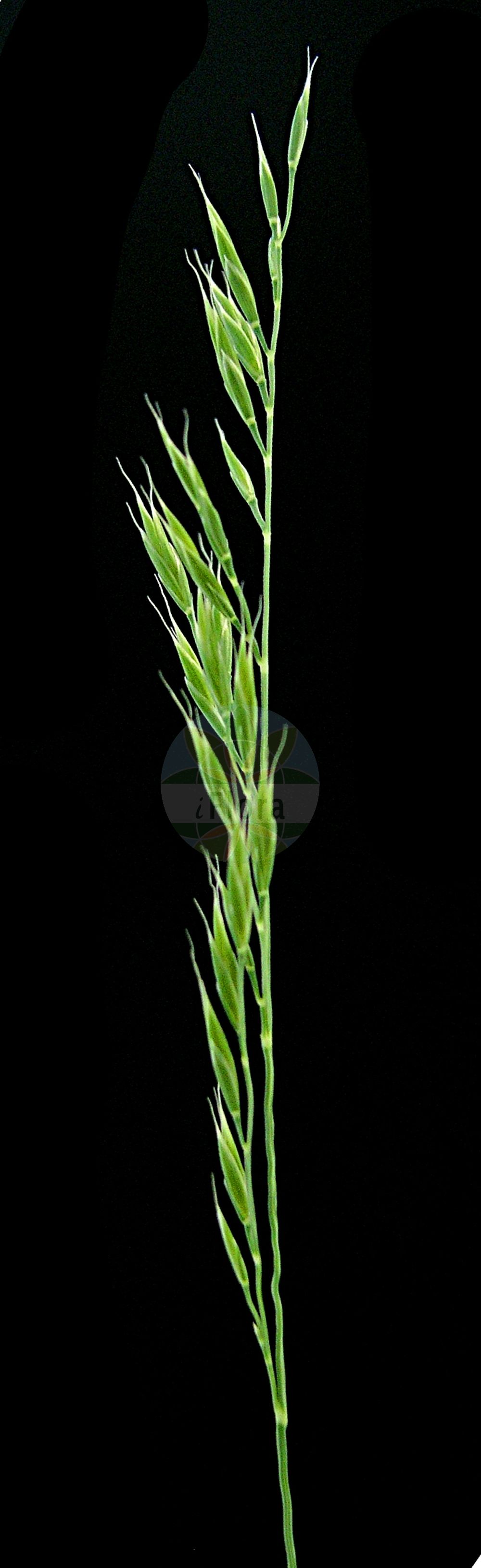 Foto von Festuca stricta subsp. trachyphylla (Rauhblättriger Schaf-Schwingel - Hard Fescue). ---- Photo of Festuca stricta subsp. trachyphylla (Rauhblättriger Schaf-Schwingel - Hard Fescue).(Festuca stricta subsp. trachyphylla,Rauhblättriger Schaf-Schwingel,Hard Fescue,Festuca trachyphylla,Rauhblaettriger Schaf-Schwingel,Raublaettriger Schaf-Schwingel,Raublatt-Schwingel,Hard Fescue,Festuca,Schwingel,Fescue,Poaceae,Süßgräser,Grass family)