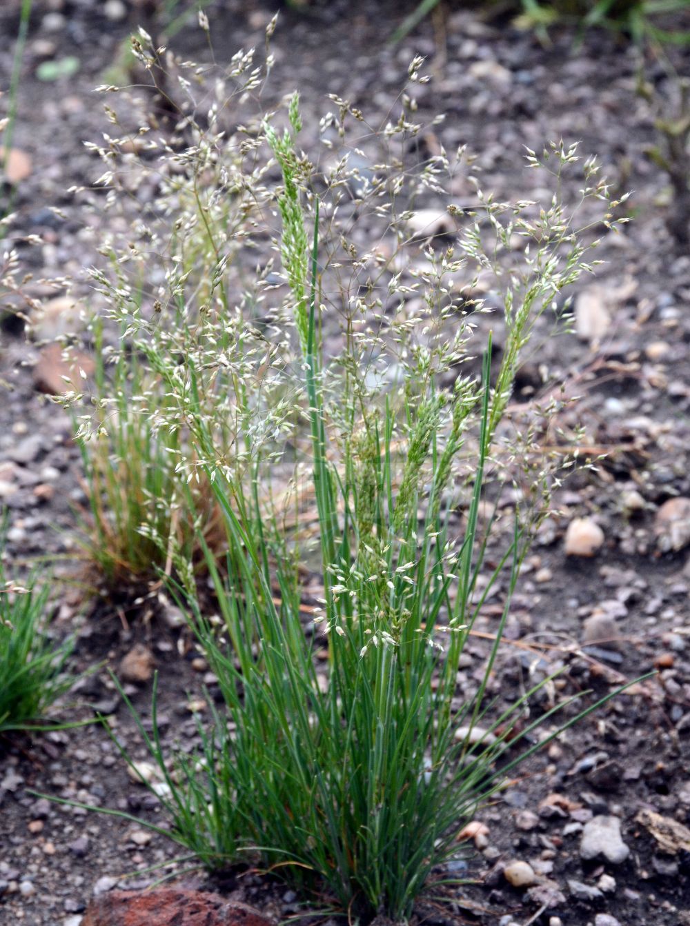 Foto von Aira caryophyllea (Nelken-Haferschmiele - Silver Hair-grass). Das Foto wurde in Dresden, Sachsen, Deutschland aufgenommen. ---- Photo of Aira caryophyllea (Nelken-Haferschmiele - Silver Hair-grass). The picture was taken in Dresden, Sachsen, Germany.(Aira caryophyllea,Nelken-Haferschmiele,Silver Hair-grass,Aira caryophyllea,Aira mucronata,Avena caryophyllea,Nelken-Haferschmiele,Silver Hair-grass,Aira,Haferschmiele,Hair-grass,Poaceae,Süßgräser,Grass family)