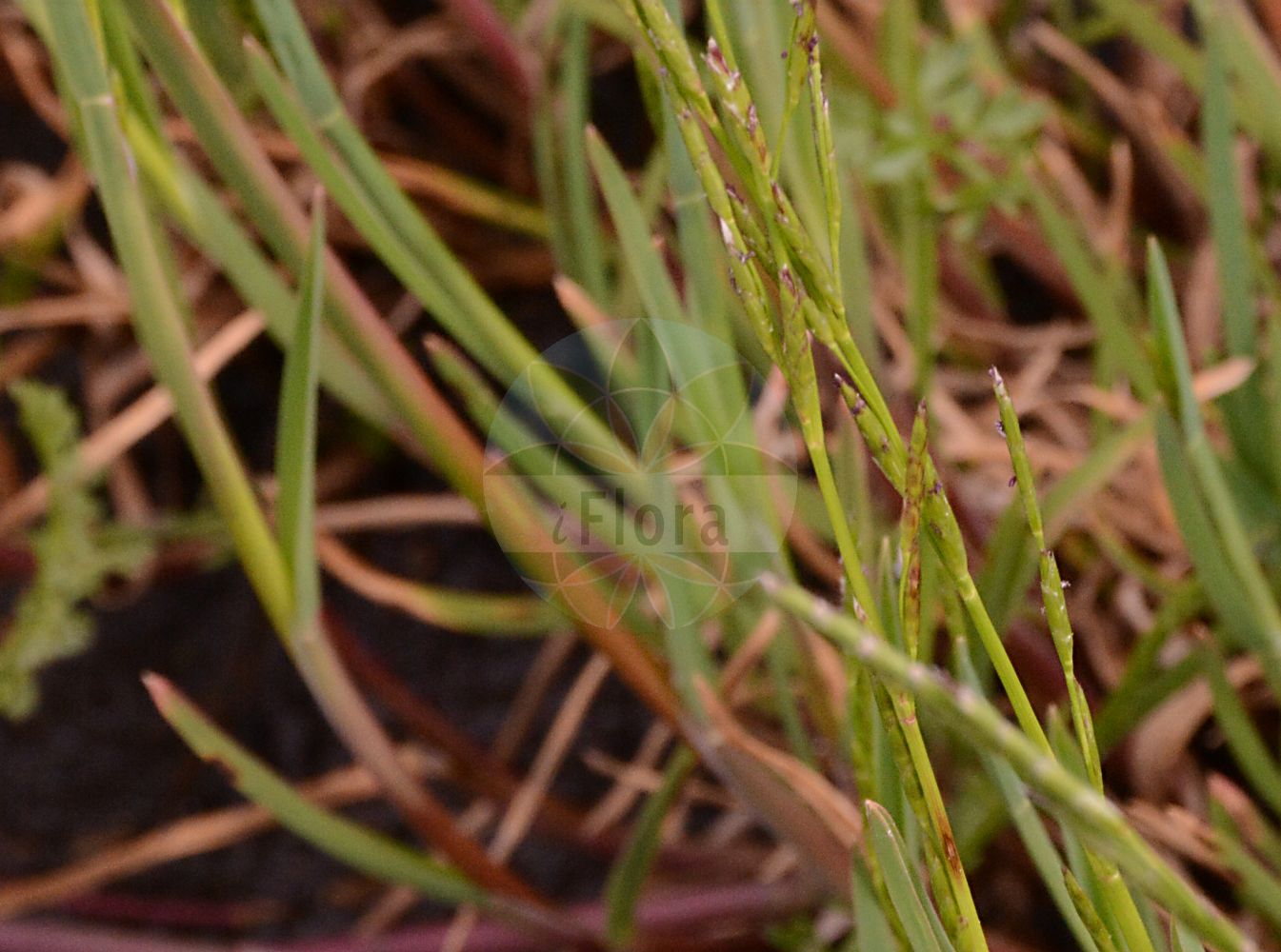 Foto von Glyceria declinata (Blaugrüner Schwaden - Small Sweet-grass). Das Foto wurde in Dresden, Sachsen, Deutschland aufgenommen. ---- Photo of Glyceria declinata (Blaugrüner Schwaden - Small Sweet-grass). The picture was taken in Dresden, Sachsen, Germany.(Glyceria declinata,Blaugrüner Schwaden,Small Sweet-grass,Glyceria declinata,Glyceria notata subsp. declinata,Blaugruener Schwaden,Geneigtes Schwadengras,Small Sweet-grass,Floating Sweetgrass,Waxy Mannagrass,Glaucous Sweetgrass,Small Flotegrass,Glyceria,Schwaden,Mannagrass,Poaceae,Süßgräser,Grass family)