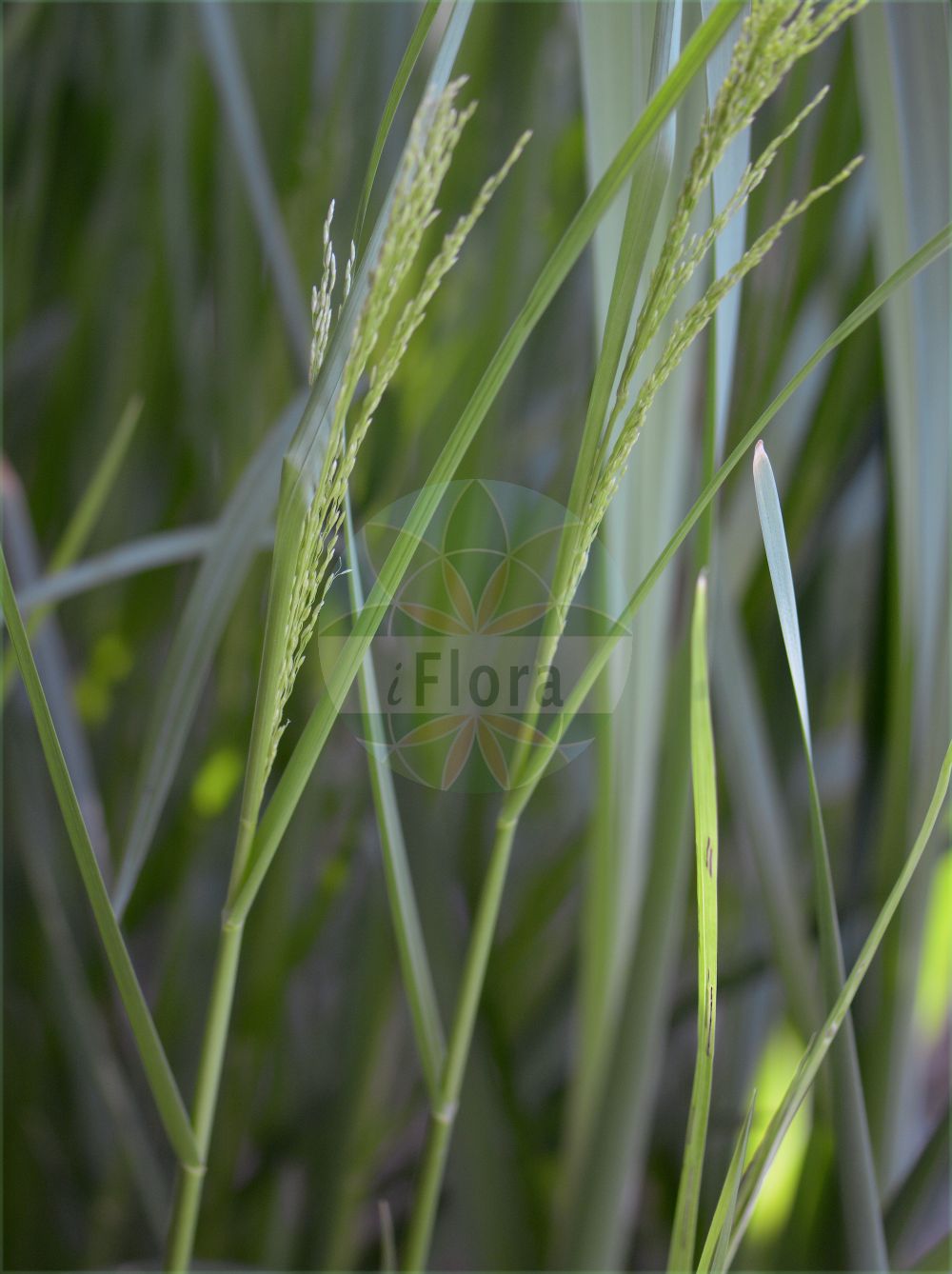 Foto von Glyceria maxima (Großer Schwaden - Reed Sweet-grass). Das Foto wurde in Uppsala, Schweden aufgenommen. ---- Photo of Glyceria maxima (Großer Schwaden - Reed Sweet-grass). The picture was taken in Uppsala, Sweden.(Glyceria maxima,Großer Schwaden,Reed Sweet-grass,Glyceria altissima,Glyceria aquatica,Glyceria maxima,Glyceria spectabilis,Molinia maxima,Grosser Schwaden,Wasser-Schwaden,Reed Sweet-grass,Great Watergrass,Reed Mannagrass,Swampgrass,Water-meadow Grass,Glyceria,Schwaden,Mannagrass,Poaceae,Süßgräser,Grass family)