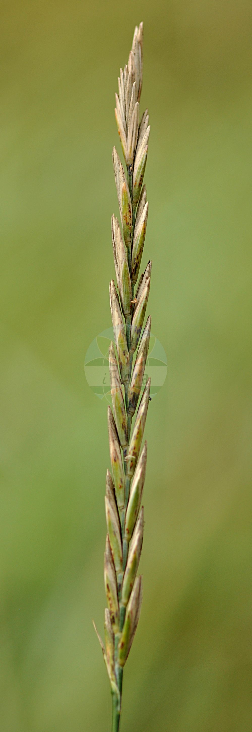 Foto von Elytrigia atherica (Dünen-Quecke - Sea Couch). Das Foto wurde in Frankfurt, Hessen, Deutschland aufgenommen. ---- Photo of Elytrigia atherica (Dünen-Quecke - Sea Couch). The picture was taken in Frankfurt, Hesse, Germany.(Elytrigia atherica,Dünen-Quecke,Sea Couch,Agropyron athericum,Agropyron litorale,Agropyron pycnantum,Elymus athericus,Elymus pycnanthus,Elytrigia atherica,Elytrigia pycnantha,Psammopyrum athericum,Triticum athericum,Triticum litorale,Triticum pycnanthum,Duenen-Quecke,Dichtaehrige Quecke,Stech-Quecke,Sea Couch,Neglected Couch,Elytrigia,Poaceae,Süßgräser,Grass family)