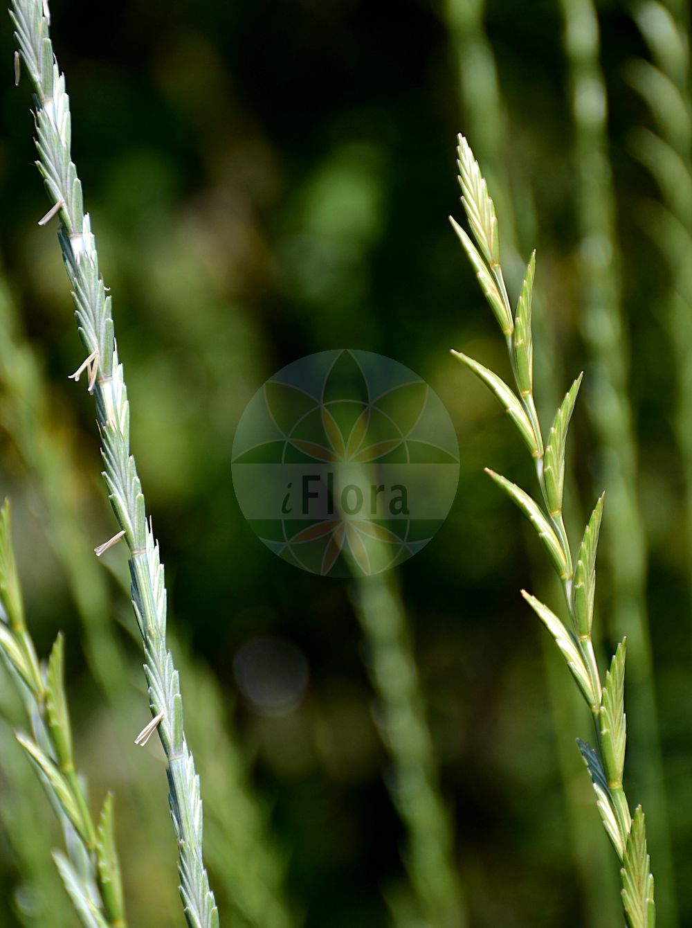 Foto von Elytrigia obtusiflora (Pontische Quecke - Tall Wheatgrass). Das Foto wurde in Bremen, Deutschland aufgenommen. ---- Photo of Elytrigia obtusiflora (Pontische Quecke - Tall Wheatgrass). The picture was taken in Bremen, Germany.(Elytrigia obtusiflora,Pontische Quecke,Tall Wheatgrass,Elymus obtusiflorus,Elymus ponticus,Elytrigia obtusiflora,Elytrigia prokudii,Elytrigia ruthenica,Lophopyrum ponticum,Thinopyrum ponticum,Triticum obtusiflorum,Triticum ponticum,Pontische Quecke,Stumpfbluetige Quecke,Tall Wheatgrass,Elytrigia,Poaceae,Süßgräser,Grass family)