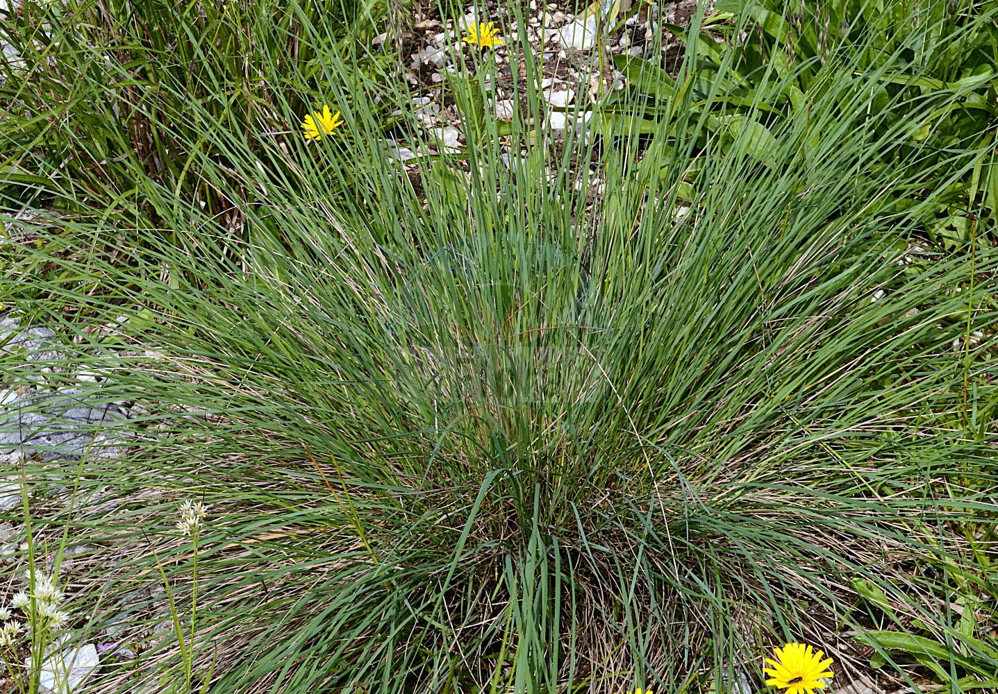 Foto von Helictotrichon parlatorei (Parlatores Wiesenhafer - Alpine Oatgrass). Das Foto wurde in München, Bayern, Deutschland aufgenommen. ---- Photo of Helictotrichon parlatorei (Parlatores Wiesenhafer - Alpine Oatgrass). The picture was taken in Munich, Bavaria, Germany.(Helictotrichon parlatorei,Parlatores Wiesenhafer,Alpine Oatgrass,Avena parlatorei,Avenastrum parlatorei,Helictotrichon parlatorei,Parlatores Wiesenhafer,Parlatore-Staudenhafer,Alpine Oatgrass,Helictotrichon,Wiesenhafer,Alpine Oatgrass,Poaceae,Süßgräser,Grass family)