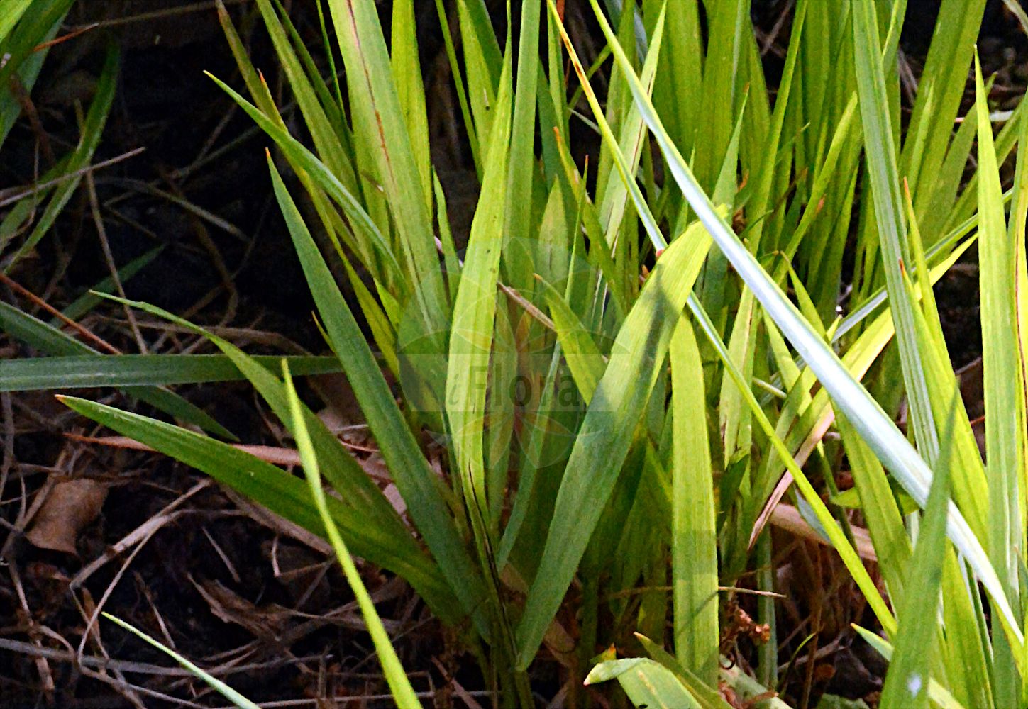Foto von Hierochloe australis. Das Foto wurde in Dresden, Sachsen, Deutschland aufgenommen. ---- Photo of Hierochloe australis. The picture was taken in Dresden, Sachsen, Germany.(Hierochloe australis,Hierochloe australis,Holcus australis,Suedliches Mariengras,Southern Holy Grass,Hierochloe,Poaceae,Süßgräser,Grass family)