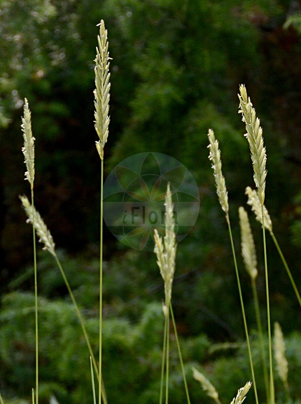 Foto von Elytrigia juncea subsp. boreoatlantica (Dünen-Quecke). Das Foto wurde in Berlin, Deutschland aufgenommen. ---- Photo of Elytrigia juncea subsp. boreoatlantica (Dünen-Quecke). The picture was taken in Berlin, Germany.(Elytrigia juncea subsp. boreoatlantica,Dünen-Quecke,Thinopyrum junceiforme,Duenen-Quecke,Elytrigia,Poaceae,Süßgräser,Grass family)