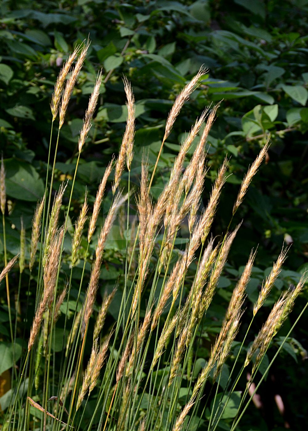 Foto von Hordelymus europaeus (Wald-Haargerste - Wood Barley). Das Foto wurde in Berlin, Deutschland aufgenommen. ---- Photo of Hordelymus europaeus (Wald-Haargerste - Wood Barley). The picture was taken in Berlin, Germany.(Hordelymus europaeus,Wald-Haargerste,Wood Barley,Cuviera europaea,Elymus europaeus,Hordelymus europaeus,Hordeum europaeum,Hordeum sylvaticum,Wald-Haargerste,Wood Barley,Lyme Grass,Hordelymus,Haargerste,Lyme Grass,Poaceae,Süßgräser,Grass family)
