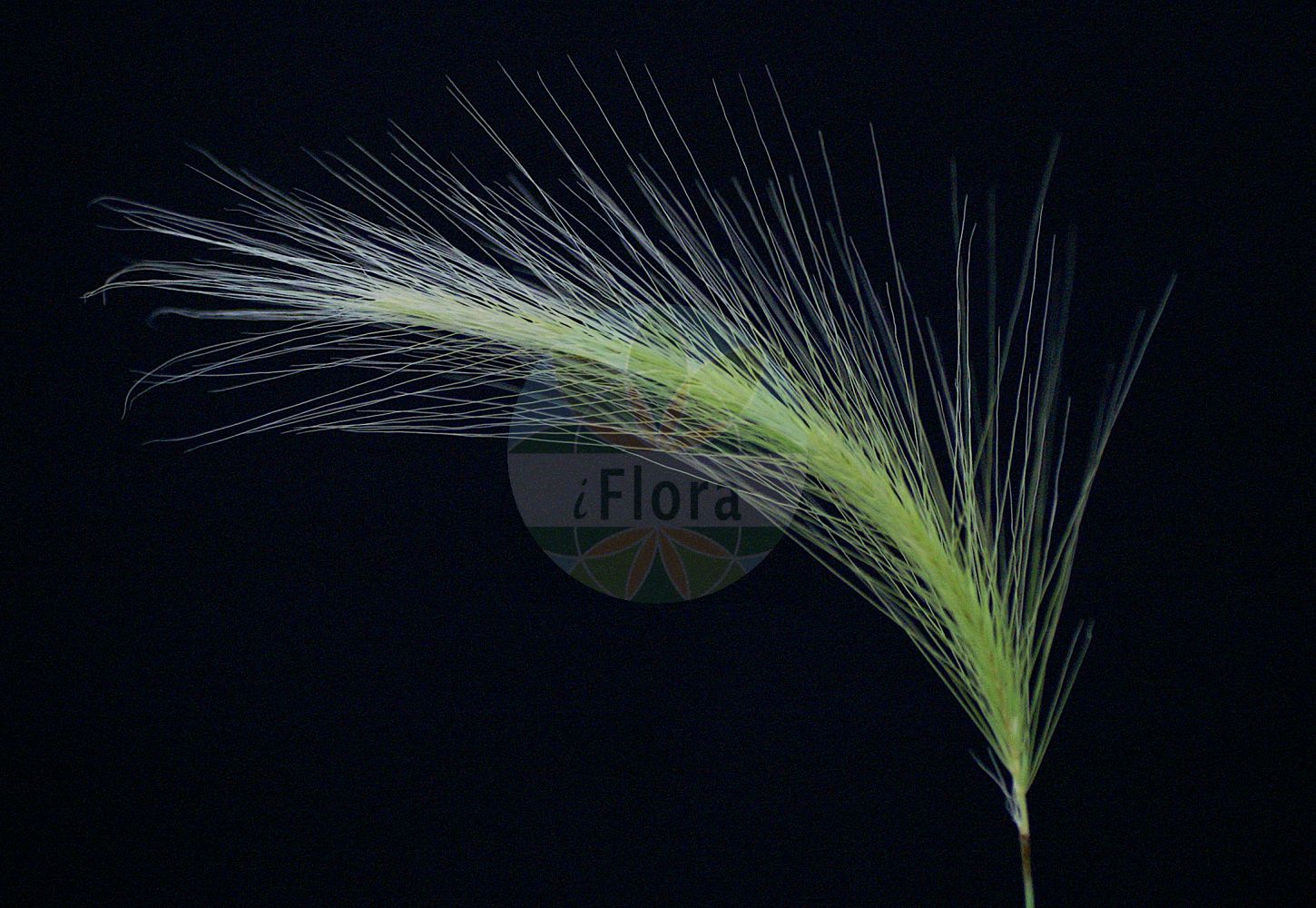 Foto von Hordeum jubatum (Mähnen-Gerste - Foxtail Barley). ---- Photo of Hordeum jubatum (Mähnen-Gerste - Foxtail Barley).(Hordeum jubatum,Mähnen-Gerste,Foxtail Barley,Critesion jubatum,Hordeum comosum,Hordeum jubatum,Maehnen-Gerste,Foxtail Barley,Squirrel-tail Barley,Hordeum,Gerste,Barley,Poaceae,Süßgräser,Grass family)
