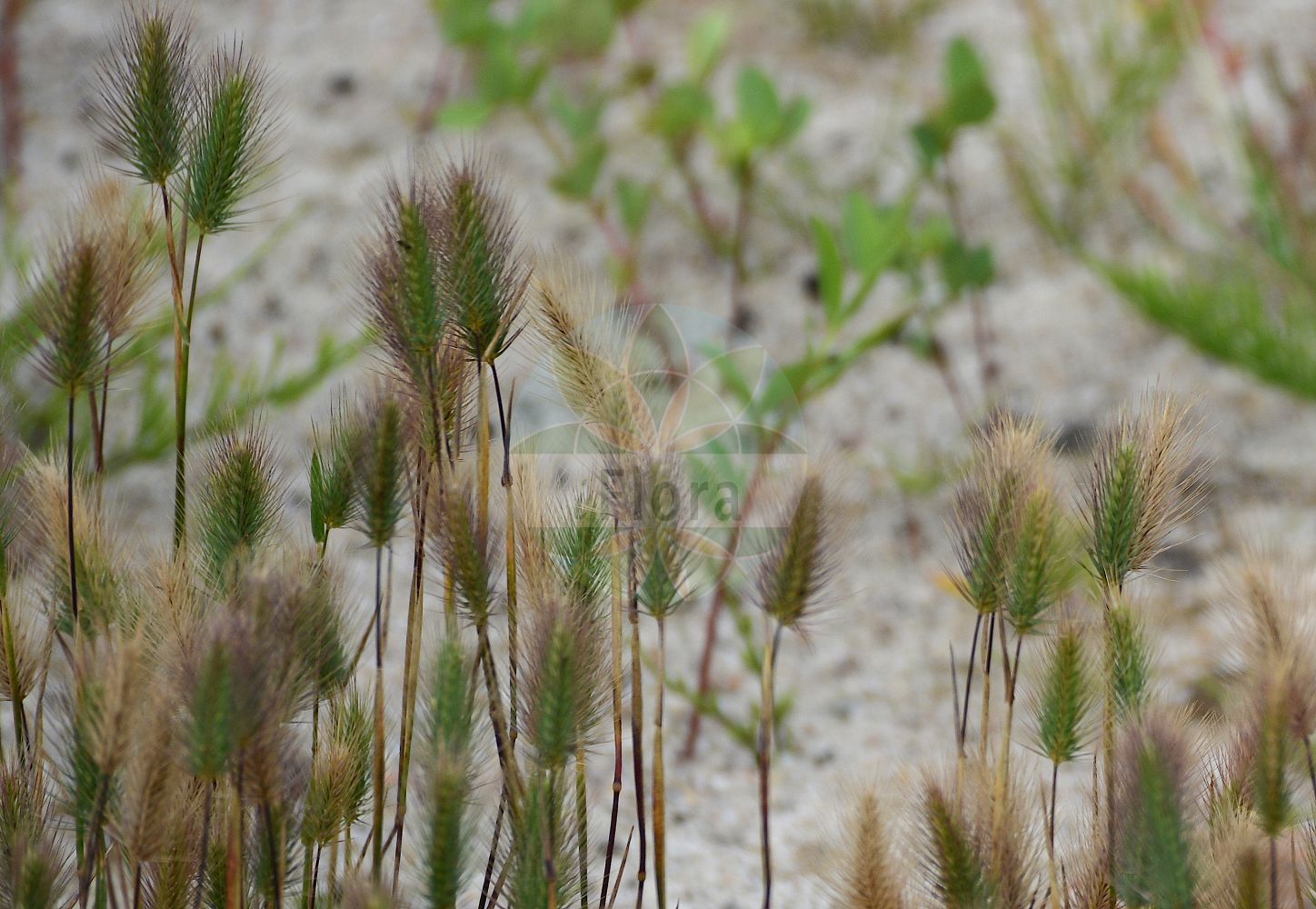 Foto von Hordeum marinum (Strand-Gerste - Sea Barley). Das Foto wurde in Berlin, Deutschland aufgenommen. ---- Photo of Hordeum marinum (Strand-Gerste - Sea Barley). The picture was taken in Berlin, Germany.(Hordeum marinum,Strand-Gerste,Sea Barley,Critesion marinum,Hordeum marinum,Hordeum maritimum,Strand-Gerste,Sea Barley,Salt Barleygrass,Seaside Barley,Hordeum,Gerste,Barley,Poaceae,Süßgräser,Grass family)