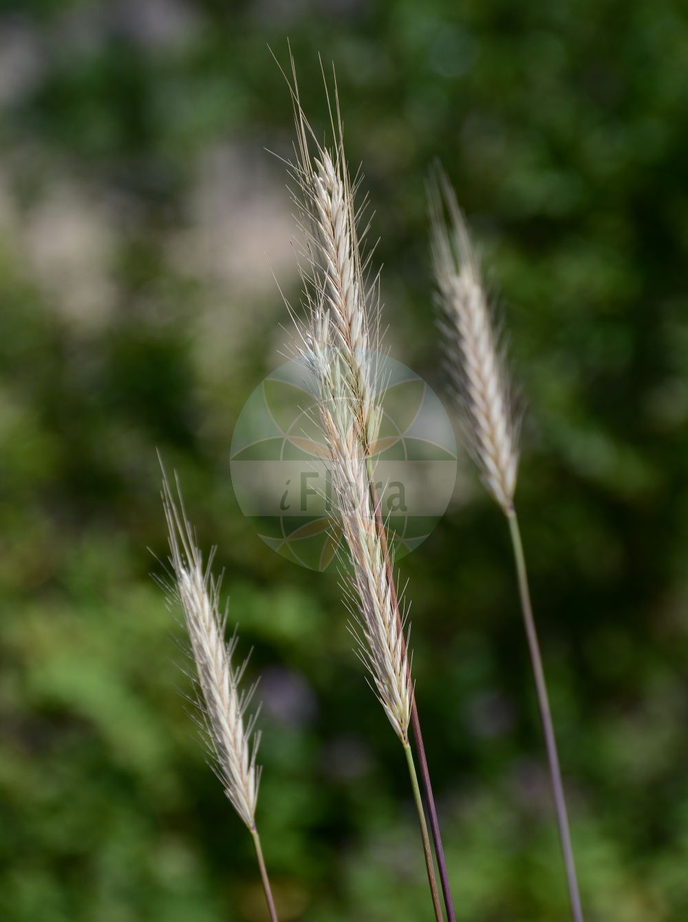 Foto von Hordeum secalinum (Roggen-Gerste - Meadow Barley). Das Foto wurde in Bremen, Deutschland aufgenommen. ---- Photo of Hordeum secalinum (Roggen-Gerste - Meadow Barley). The picture was taken in Bremen, Germany.(Hordeum secalinum,Roggen-Gerste,Meadow Barley,Hordeum pratense,Hordeum secalinum,Roggen-Gerste,Gerste,Meadow Barley,Hordeum,Gerste,Barley,Poaceae,Süßgräser,Grass family)