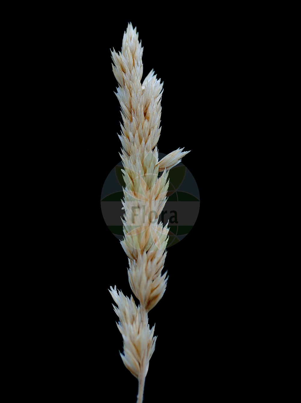 Foto von Koeleria arenaria (Sand-Schillergras - Blue Hair-grass). ---- Photo of Koeleria arenaria (Sand-Schillergras - Blue Hair-grass).(Koeleria arenaria,Sand-Schillergras,Blue Hair-grass,Koeleria arenaria,Koeleria glauca subsp. arenaria,Sand-Schillergras,Blaugruenes Schillergras,Sand-Kammschmiele,Blue Hair-grass,Blue Hairgrass,Glaucous Hairgrass,Koeleria,Schillergras,Junegrass,Poaceae,Süßgräser,Grass family)