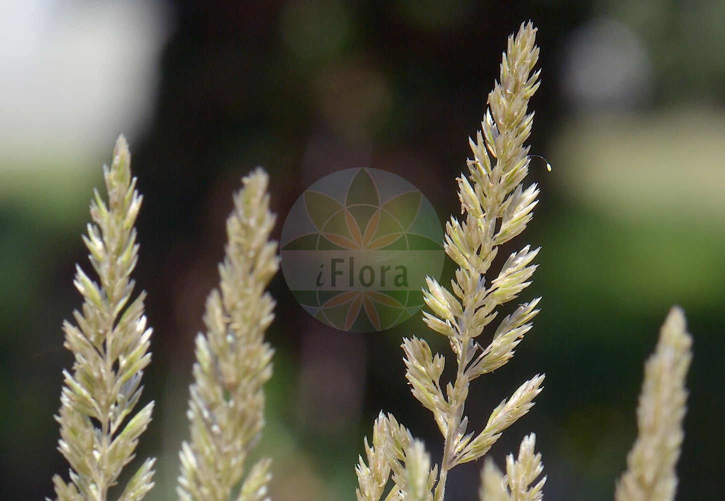 Foto von Koeleria glauca (Blaues Rispengras - Blue Hair-grass). Das Foto wurde in Uppsala, Schweden aufgenommen. ---- Photo of Koeleria glauca (Blaues Rispengras - Blue Hair-grass). The picture was taken in Uppsala, Sweden.(Koeleria glauca,Blaues Rispengras,Blue Hair-grass,Aira glauca,Koeleria glauca,Koeleria maritima,Koeleria pohleana,Koeleria pyrenaica,Koeleria rochelii,Blaues Rispengras,Blaugraue Kammschmiele,Blaugruene Kammschmiele,Meergruene Kammschmiele,Blue Hair-grass,Koeleria,Schillergras,Junegrass,Poaceae,Süßgräser,Grass family)