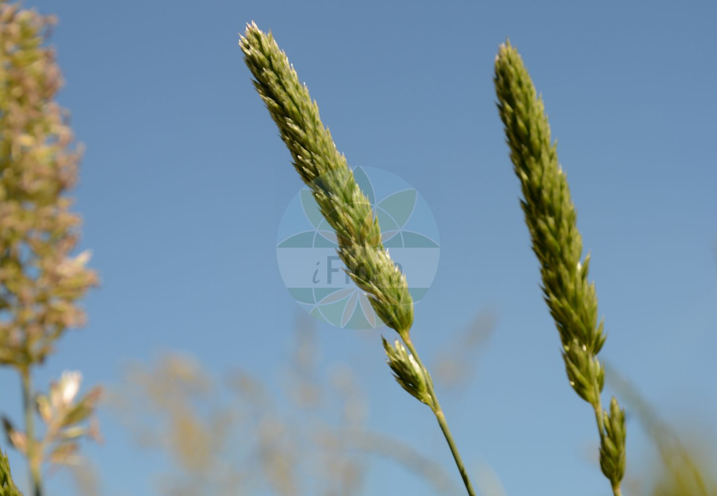 Foto von Koeleria vallesiana (Walliser Schillergras - Somerset Hair-grass). Das Foto wurde in Besancon, Bourgogne-Franche-Comté (Präfektur), Frankreich aufgenommen. ---- Photo of Koeleria vallesiana (Walliser Schillergras - Somerset Hair-grass). The picture was taken in Besançon, Bourgogne-Franche-Comté.(Koeleria vallesiana,Walliser Schillergras,Somerset Hair-grass,Koeleria andreanszkyi,Koeleria aurata,Koeleria epauneroi,Koeleria gandreanszkyi,Koeleria pauneroi,Koeleria pectinata,Koeleria setacea,Koeleria vallesiana,Poa vallesiana,Walliser Schillergras,Walliser Kammschmiele,Somerset Hair-grass,Koeleria,Schillergras,Junegrass,Poaceae,Süßgräser,Grass family)