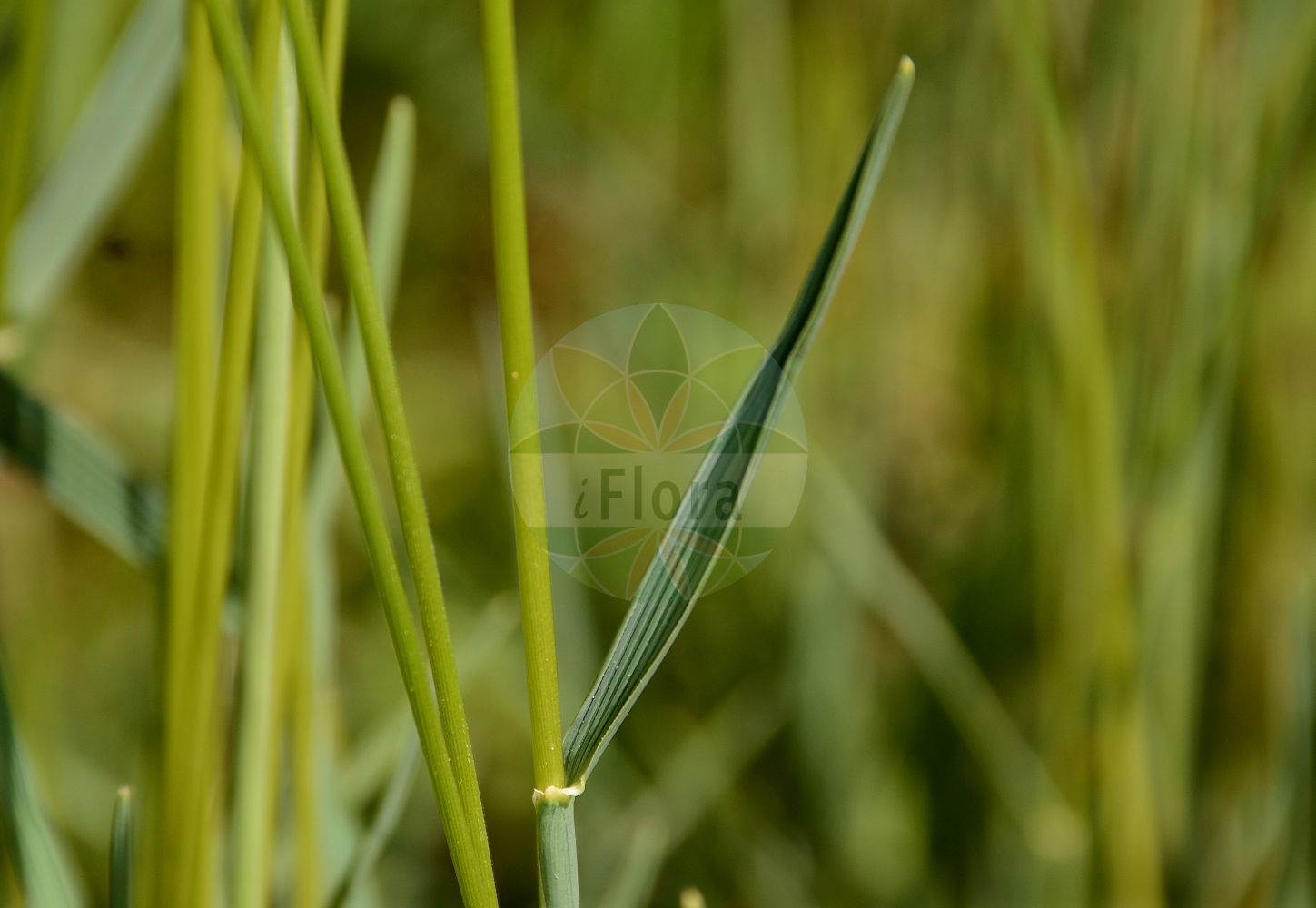 Foto von Koeleria vallesiana (Walliser Schillergras - Somerset Hair-grass). Das Foto wurde in Besancon, Bourgogne-Franche-Comté (Präfektur), Frankreich aufgenommen. ---- Photo of Koeleria vallesiana (Walliser Schillergras - Somerset Hair-grass). The picture was taken in Besançon, Bourgogne-Franche-Comté.(Koeleria vallesiana,Walliser Schillergras,Somerset Hair-grass,Koeleria andreanszkyi,Koeleria aurata,Koeleria epauneroi,Koeleria gandreanszkyi,Koeleria pauneroi,Koeleria pectinata,Koeleria setacea,Koeleria vallesiana,Poa vallesiana,Walliser Schillergras,Walliser Kammschmiele,Somerset Hair-grass,Koeleria,Schillergras,Junegrass,Poaceae,Süßgräser,Grass family)