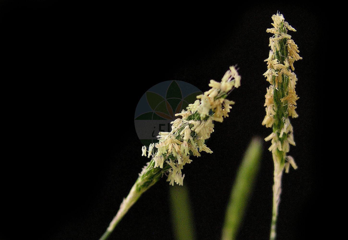 Foto von Alopecurus bulbosus (Knolliges Fuchsschwanzgras - Bulbous Foxtail). ---- Photo of Alopecurus bulbosus (Knolliges Fuchsschwanzgras - Bulbous Foxtail).(Alopecurus bulbosus,Knolliges Fuchsschwanzgras,Bulbous Foxtail,Alopecurus bulbosus,Knolliges Fuchsschwanzgras,Zwiebel-Fuchsschwanz,Zwiebel-Fuchsschwanzgras,Bulbous Foxtail,Alopecurus,Fuchsschwanzgras,Foxtail,Poaceae,Süßgräser,Grass family)