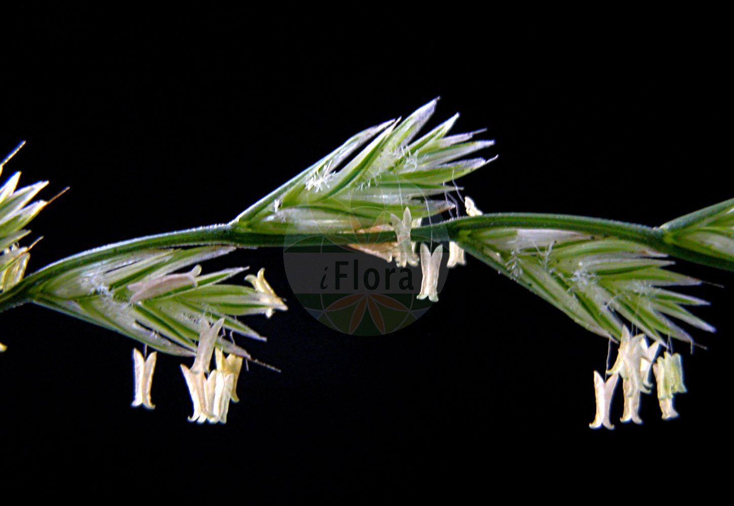 Foto von Lolium multiflorum (Vielblütiges Weidelgras - Italian Rye-grass). ---- Photo of Lolium multiflorum (Vielblütiges Weidelgras - Italian Rye-grass).(Lolium multiflorum,Vielblütiges Weidelgras,Italian Rye-grass,Lolium aristatum,Lolium gaudinii,Lolium italicum,Lolium multiflorum,Lolium siculum,Vielbluetiges Weidelgras,Vielbluetiger Lolch,Welsches Weidelgras,Italian Rye-grass,Bearded Ryegrass,Lolium,Weidelgras,Ryegrass,Poaceae,Süßgräser,Grass family)