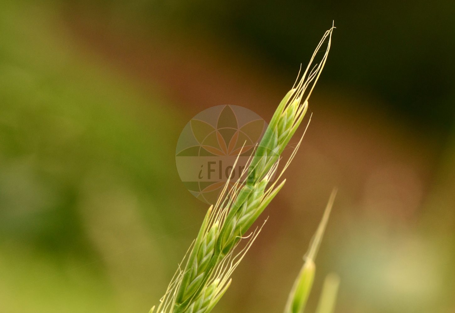 Foto von Lolium temulentum (Taumel-Lolch - Darnel). Das Foto wurde in Jardin des Plantes, Paris, Frankreich aufgenommen. ---- Photo of Lolium temulentum (Taumel-Lolch - Darnel). The picture was taken in Jardin des Plantes, Paris, France.(Lolium temulentum,Taumel-Lolch,Darnel,Festuca temulenta,Lolium arvense,Lolium gussonei,Lolium speciosum,Lolium temulentum,Lolium temulentum subsp. speciosum,Taumel-Lolch,Darnel,Bearded Ryegrass,Darnel Ryegrass,Poison Ryegrass,Lolium,Weidelgras,Ryegrass,Poaceae,Süßgräser,Grass family)