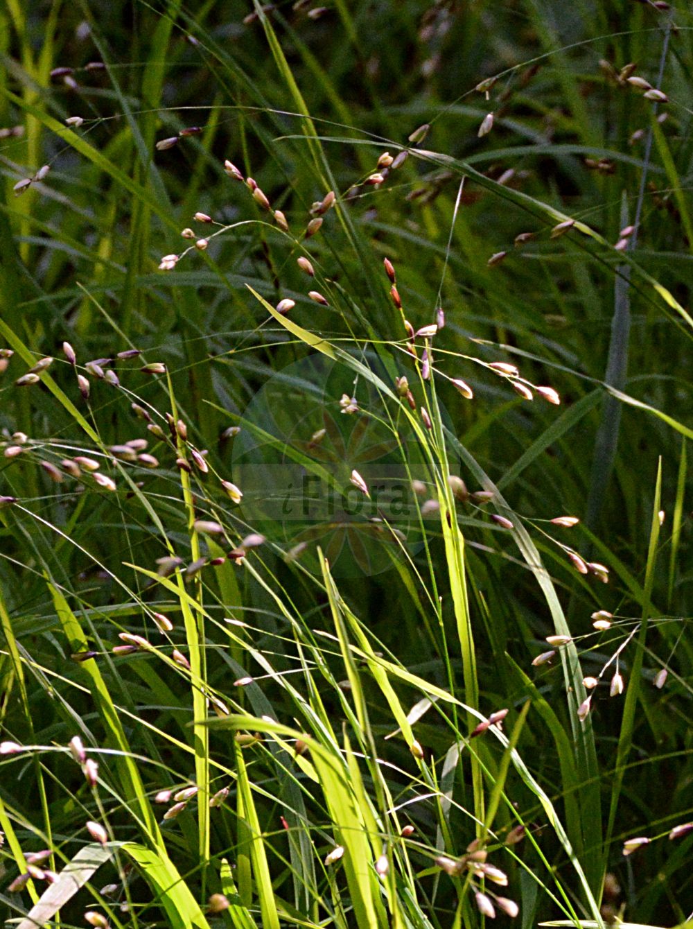 Foto von Melica uniflora (Einblütiges Perlgras - Wood Melick). Das Foto wurde in Berlin, Deutschland aufgenommen. ---- Photo of Melica uniflora (Einblütiges Perlgras - Wood Melick). The picture was taken in Berlin, Germany.(Melica uniflora,Einblütiges Perlgras,Wood Melick,Melica uniflora,Einbluetiges Perlgras,Wood Melick,Melica,Perlgras,Melicgrass,Poaceae,Süßgräser,Grass family)
