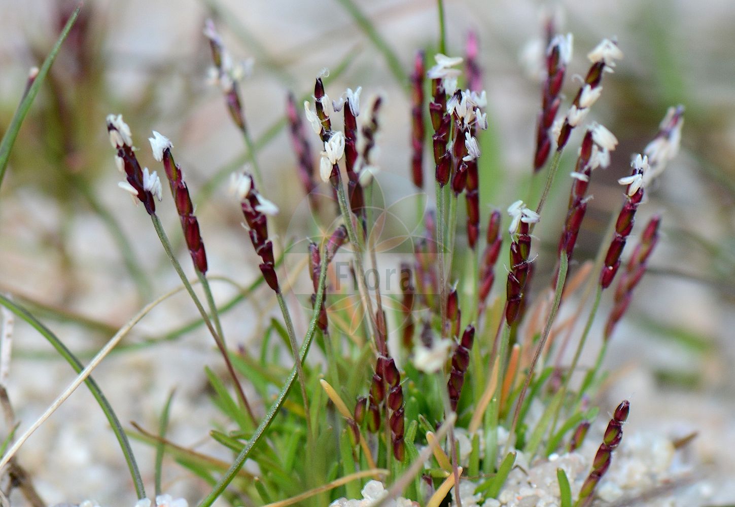 Foto von Mibora minima (Zwerggras - Early Sand-grass). ---- Photo of Mibora minima (Zwerggras - Early Sand-grass).(Mibora minima,Zwerggras,Early Sand-grass,Agrostis minima,Chamagrostis minima,Mibora desvauxii,Mibora minima,Mibora verna,Zwerggras,Sand-Zwerggras,Early Sand-grass,Sand Bent,Mibora,Zwerggras,Sandgrass,Poaceae,Süßgräser,Grass family)