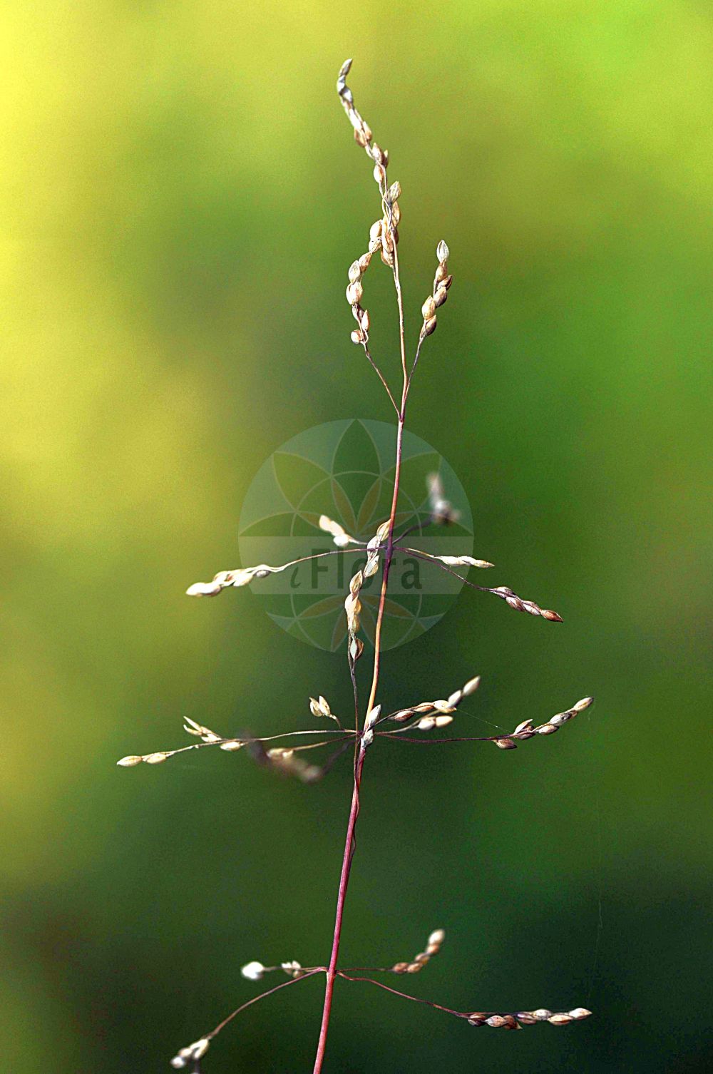 Foto von Milium effusum (Wald-Flattergras - Wood Millet). Das Foto wurde in Kleinwalsertal, Mittelberg, Vorarlberg, Österreich, Alpen aufgenommen. ---- Photo of Milium effusum (Wald-Flattergras - Wood Millet). The picture was taken in Kleinwalsertal, Mittelberg, Vorarlberg, Austria, Alps.(Milium effusum,Wald-Flattergras,Wood Millet,Milium effusum,Wald-Flattergras,Flattergras,Flatterhirse,Gewoehnliches Flattergras,Waldhirse,Wood Millet,Spreading Millet Grass,American Milletgrass,Wild Millet,Milium,Flattergras,Milletgrass,Poaceae,Süßgräser,Grass family)