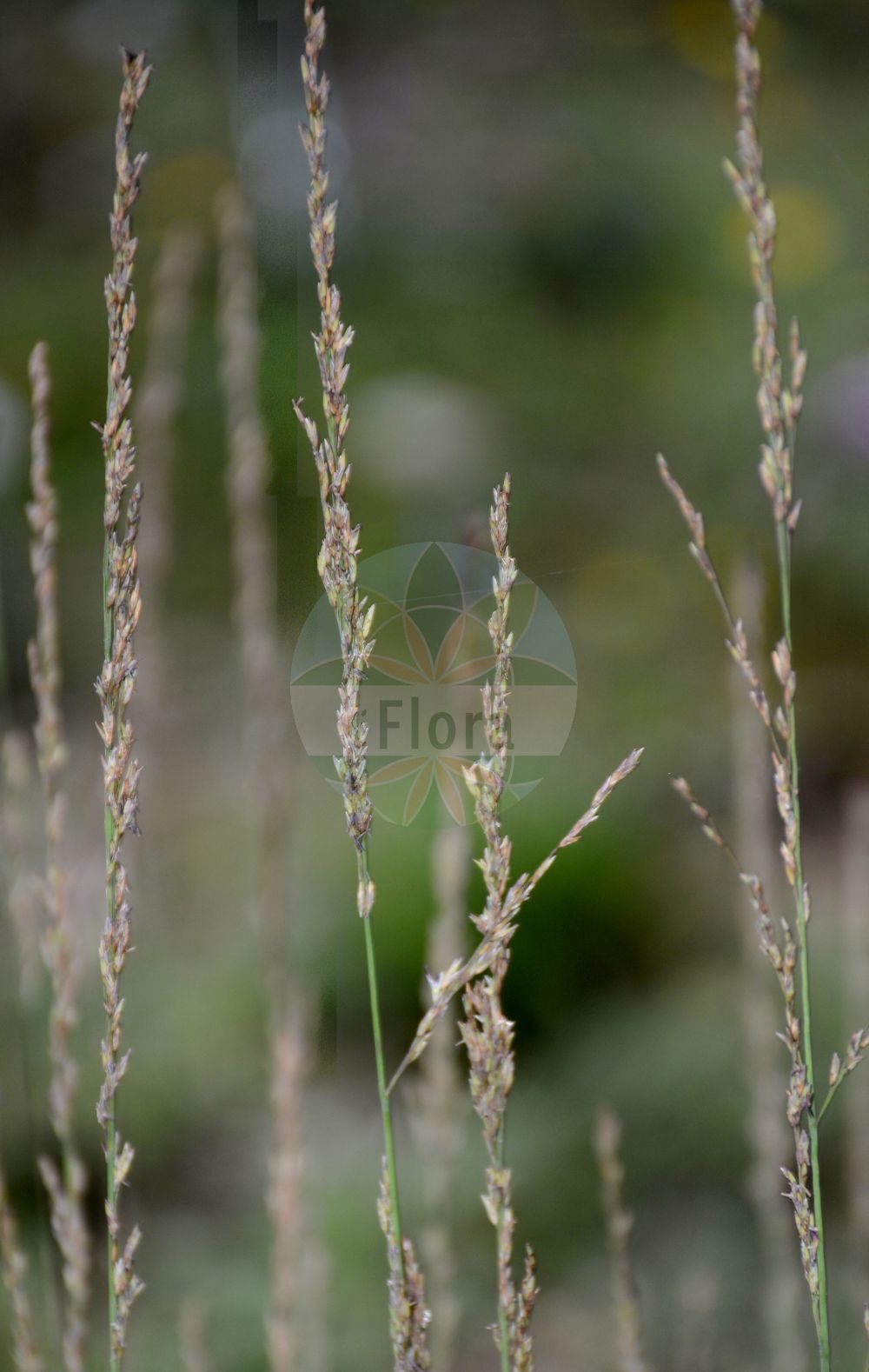 Foto von Molinia caerulea (Gewöhnliches Pfeifengras - Purple Moor-grass). Das Foto wurde in Münster, Nordrhein-Westfalen, Deutschland aufgenommen. ---- Photo of Molinia caerulea (Gewöhnliches Pfeifengras - Purple Moor-grass). The picture was taken in Muenster, North Rhine-Westphalia, Germany.(Molinia caerulea,Gewöhnliches Pfeifengras,Purple Moor-grass,Aira coerulea,Molinia caerulea,Molinia euxina,Molinia horanszkyi,Molinia hungarica,Molinia simonii,Gewoehnliches Pfeifengras,Bentgras,Benthalm,Besenried,Binsenhalm,Blaues Pfeifengras,Purple Moor-grass,Flying Bentgrass,Moorgrass,Purple Heathgrass,Purple Molinia,Molinia,Pfeifengras,Moorgrass,Poaceae,Süßgräser,Grass family)