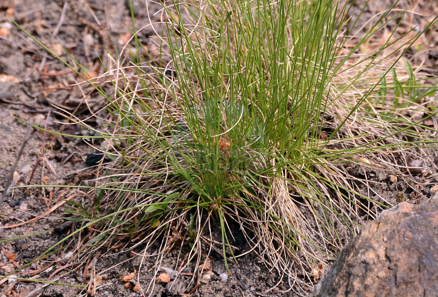 Foto von Nardus stricta (Borstgras - Mat-grass). Das Foto wurde in Berlin, Deutschland aufgenommen. ---- Photo of Nardus stricta (Borstgras - Mat-grass). The picture was taken in Berlin, Germany.(Nardus stricta,Borstgras,Mat-grass,Nardus stricta,Natschia stricta,Borstgras,Buerstling,Mat-grass,Nardus,Borstgras,Matgrass,Poaceae,Süßgräser,Grass family)