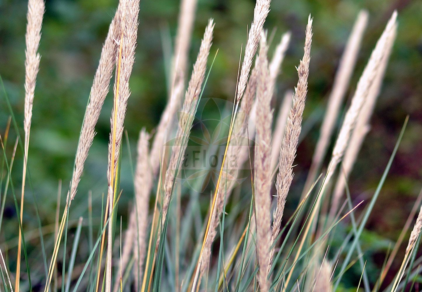 Foto von Ammophila arenaria (Gewöhnlicher Strandhafer - Marram). Das Foto wurde in Frankfurt, Hessen, Deutschland aufgenommen. ---- Photo of Ammophila arenaria (Gewöhnlicher Strandhafer - Marram). The picture was taken in Frankfurt, Hesse, Germany.(Ammophila arenaria,Gewöhnlicher Strandhafer,Marram,Ammophila arenaria,Arundo arenaria,Calamagrostis arenaria,Psamma arenaria,Psamma littoralis,Gewoehnlicher Strandhafer,Helm,Marram,Common Marram Grass,European Beach Grass,European Dune Grass,Marram Grass,Ammophila,Strandhafer,Beachgrass,Poaceae,Süßgräser,Grass family)