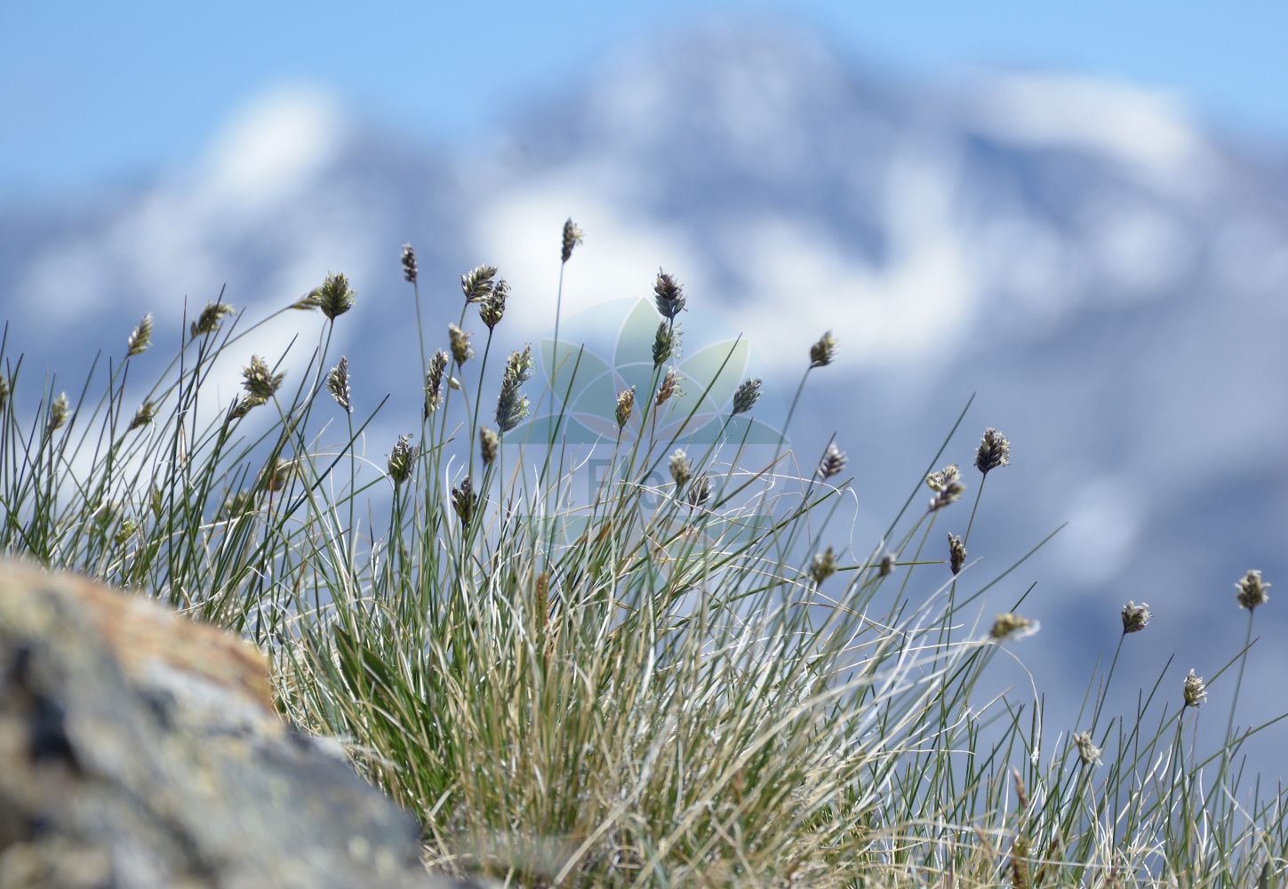Foto von Oreochloa disticha (Zweizeiliges Blaugras - Alpine Oreochloa). Das Foto wurde in Stilfserjoch, Bormio, Lombardia, Italien, Alpen aufgenommen. ---- Photo of Oreochloa disticha (Zweizeiliges Blaugras - Alpine Oreochloa). The picture was taken in Stilfserjoch, Bormio, Lombardia, Italy, Alps.(Oreochloa disticha,Zweizeiliges Blaugras,Alpine Oreochloa,Oreochloa disticha,Poa disticha,Sesleria disticha,Zweizeiliges Blaugras,Steingras,Zweizeiliges Kopfgras,Alpine Oreochloa,Oreochloa,Kopfgras,Oreochloa,Poaceae,Süßgräser,Grass family)