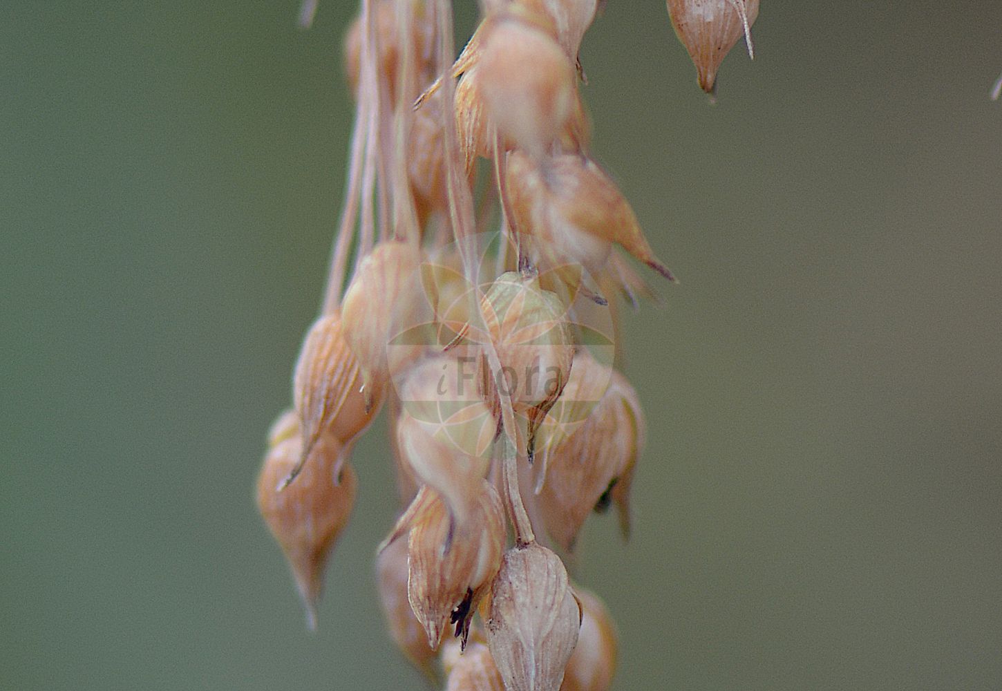 Foto von Panicum miliaceum (Rispen-Hirse - Common Millet). Das Foto wurde in Düsseldorf, Nordrhein-Westfalen, Deutschland aufgenommen. ---- Photo of Panicum miliaceum (Rispen-Hirse - Common Millet). The picture was taken in Dusseldorf, North Rhine-Westphalia, Germany.(Panicum miliaceum,Rispen-Hirse,Common Millet,Panicum miliaceum,Rispen-Hirse,Gewoehnliche Rispenhirse,Common Millet,Broomcorn Millet,French Millet,Millet Panicgrass,Panic Millet,Proso Millet,True Millet,Wild Proso Millet,Panicum,Hirse,Panicgrass,Poaceae,Süßgräser,Grass family)