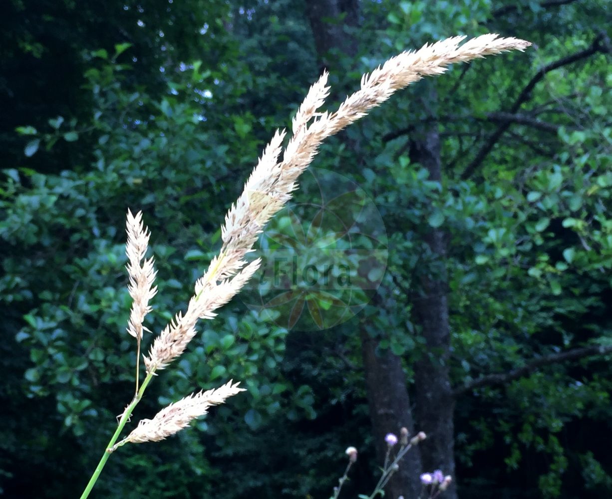 Foto von Phalaroides arundinacea (Rohr-Glanzgras - Reed Canary-grass). Das Foto wurde in München, Bayern, Deutschland aufgenommen. ---- Photo of Phalaroides arundinacea (Rohr-Glanzgras - Reed Canary-grass). The picture was taken in Munich, Bavaria, Germany.(Phalaroides arundinacea,Rohr-Glanzgras,Reed Canary-grass,Baldingera arundinacea,Digraphis arundinacea,Phalaris arundinacea,Phalaroides arundinacea,Typhoides arundinacea,Rohr-Glanzgras,Reed Canary-grass,Reedgrass,Phalaroides,Poaceae,Süßgräser,Grass family)
