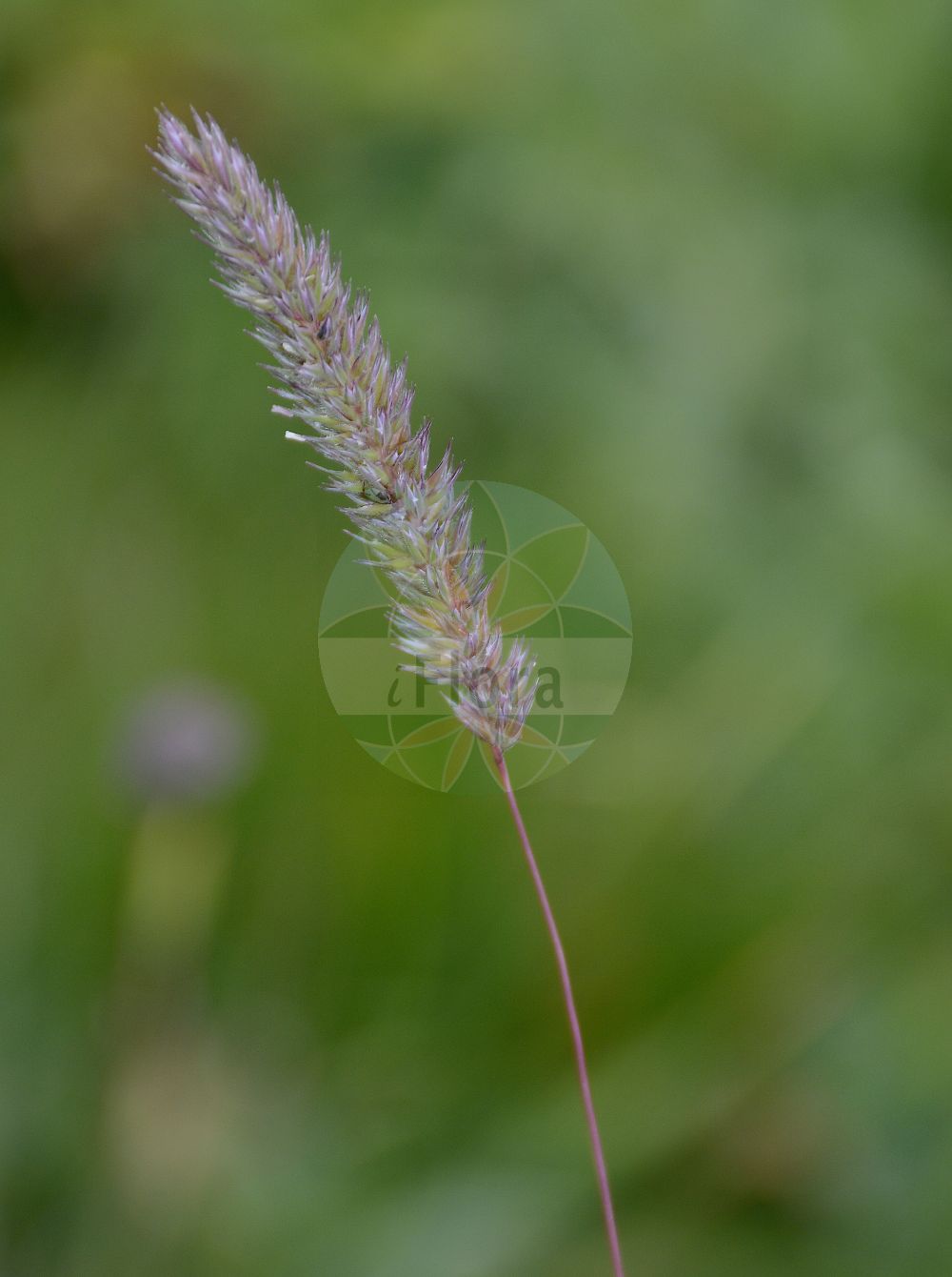Foto von Phleum hirsutum (Matten-Lieschgras - Hairy Cat's-tail). Das Foto wurde in Schynige Platte, Interlaken, Bern, Schweiz aufgenommen. ---- Photo of Phleum hirsutum (Matten-Lieschgras - Hairy Cat's-tail). The picture was taken in Schynige Platte, Interlaken, Bern, Switzerland.(Phleum hirsutum,Matten-Lieschgras,Hairy Cat's-tail,Phleum hirsutum,Phleum michelii,Phleum subincrassatum,Matten-Lieschgras,Rauhaariges Lieschgras,Hairy Cat's-tail,Phleum,Lieschgras,Timothy,Poaceae,Süßgräser,Grass family)