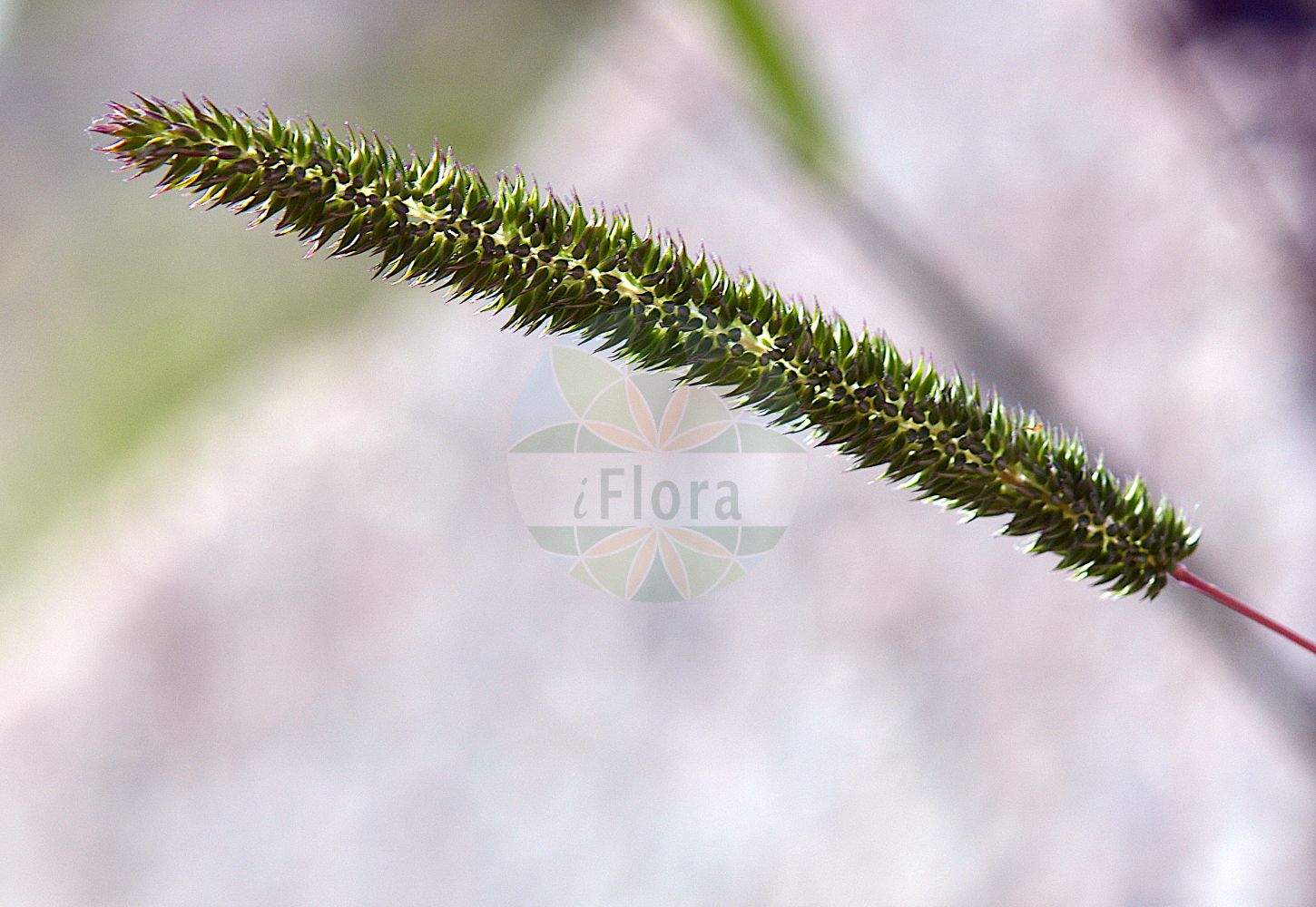 Foto von Phleum phleoides (Steppen-Lieschgras - Purple-stem Cat's-Tail). Das Foto wurde in Stockholm, Schweden aufgenommen. ---- Photo of Phleum phleoides (Steppen-Lieschgras - Purple-stem Cat's-Tail). The picture was taken in Stockholm, Sweden.(Phleum phleoides,Steppen-Lieschgras,Purple-stem Cat's-Tail,Chilochloa boehmeri,Phalaris phleoides,Phleum boehmeri,Phleum phalarioides,Phleum phleoides,Steppen-Lieschgras,Purple-stem Cat's-Tail,Boehmer's Cat's-tail,Phleum,Lieschgras,Timothy,Poaceae,Süßgräser,Grass family)