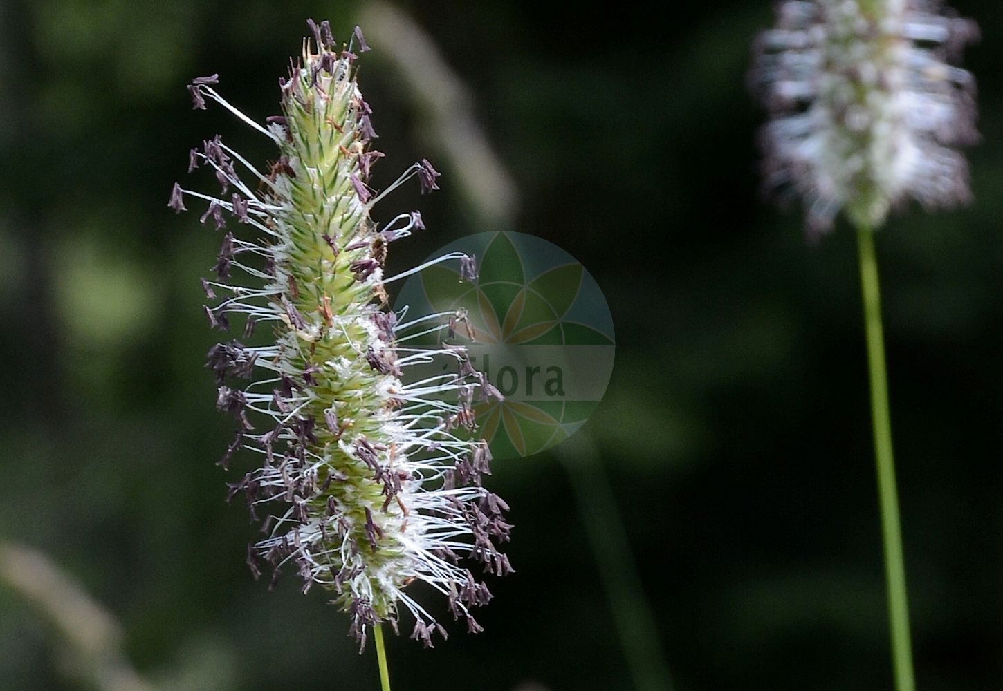 Foto von Phleum pratense (Wiesen-Lieschgras - Timothy). Das Foto wurde in Königsleiten, Zell am See, Salzburg, Österreich, Alpen aufgenommen. ---- Photo of Phleum pratense (Wiesen-Lieschgras - Timothy). The picture was taken in Koenigsleiten, Zell am See, Salzburg, Austria, Alps.(Phleum pratense,Wiesen-Lieschgras,Timothy,Phleum pratense,Phleum pratense subsp. vulgare,Wiesen-Lieschgras,Timothegras,Timotheusgras,Timothy,Catstail,Common Catstail,Timothy-grass,Herdsgrass,Phleum,Lieschgras,Timothy,Poaceae,Süßgräser,Grass family)
