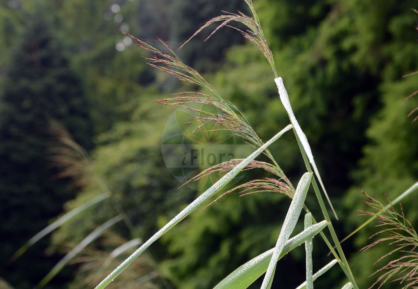 Foto von Phragmites australis (Gewöhnliches Schilf - Common Reed). Das Foto wurde in Münster, Nordrhein-Westfalen, Deutschland aufgenommen. ---- Photo of Phragmites australis (Gewöhnliches Schilf - Common Reed). The picture was taken in Muenster, North Rhine-Westphalia, Germany.(Phragmites australis,Gewöhnliches Schilf,Common Reed,Arundo australis,Arundo graeca,Arundo phragmites,Phragmites australis,Phragmites communis,Phragmites gigantea,Phragmites loscosii,Phragmites pumila,Phragmites vulgaris,Gewoehnliches Schilf,Schilf,Common Reed,Reed,Phragmites,Schilf,Reed,Poaceae,Süßgräser,Grass family)