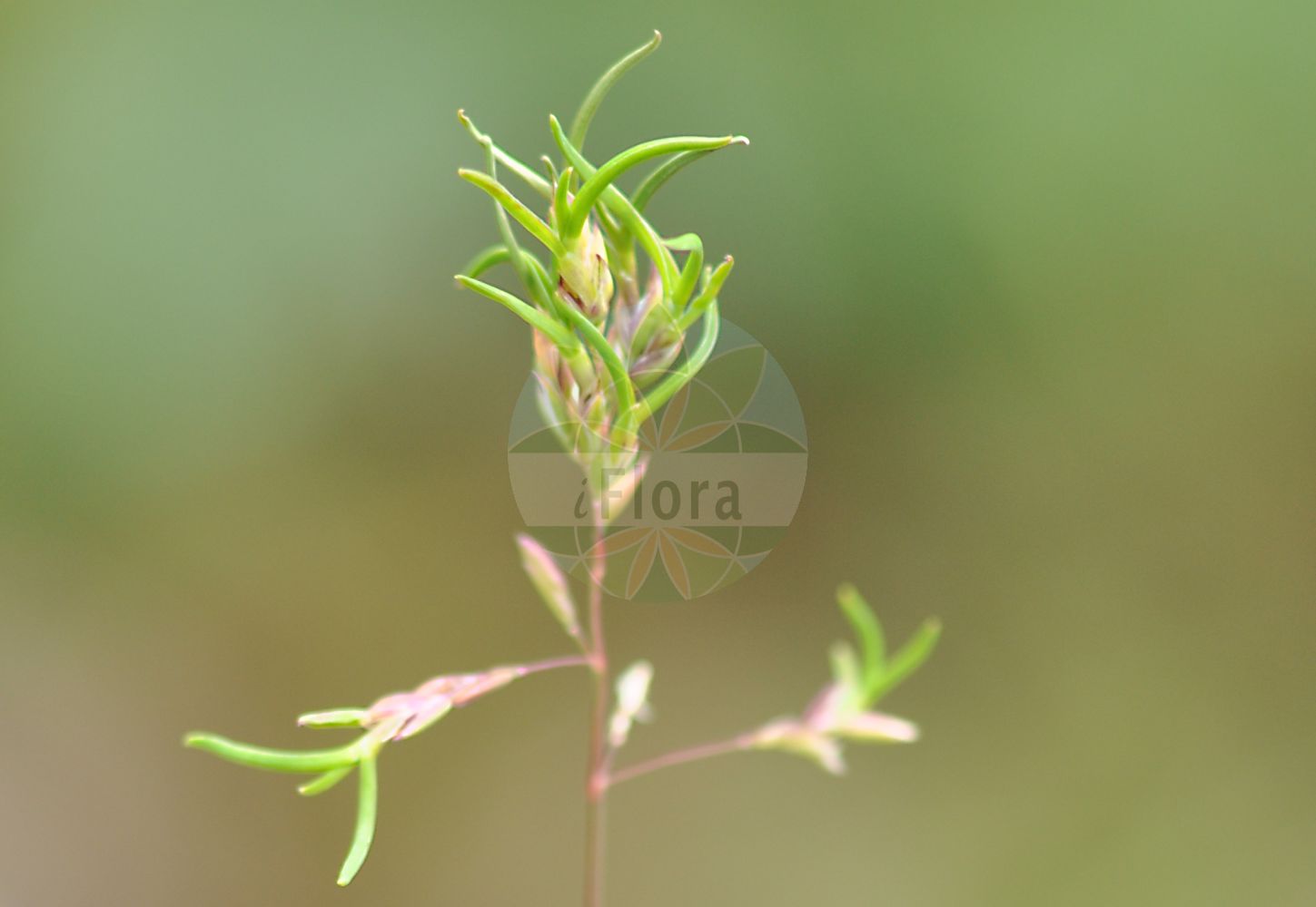 Foto von Poa alpina (Alpen-Rispengras - Alpine Meadow-grass). Das Foto wurde in Kleinwalsertal, Mittelberg, Vorarlberg, Österreich, Alpen aufgenommen. ---- Photo of Poa alpina (Alpen-Rispengras - Alpine Meadow-grass). The picture was taken in Kleinwalsertal, Mittelberg, Vorarlberg, Austria, Alps.(Poa alpina,Alpen-Rispengras,Alpine Meadow-grass,Poa borisii,Poa alpina,Alpen-Rispengras,Alpine Meadow-grass,Alpine Bluegrass,Alpine Poa,Poa,Rispengras,Bluegrass,Poaceae,Süßgräser,Grass family)