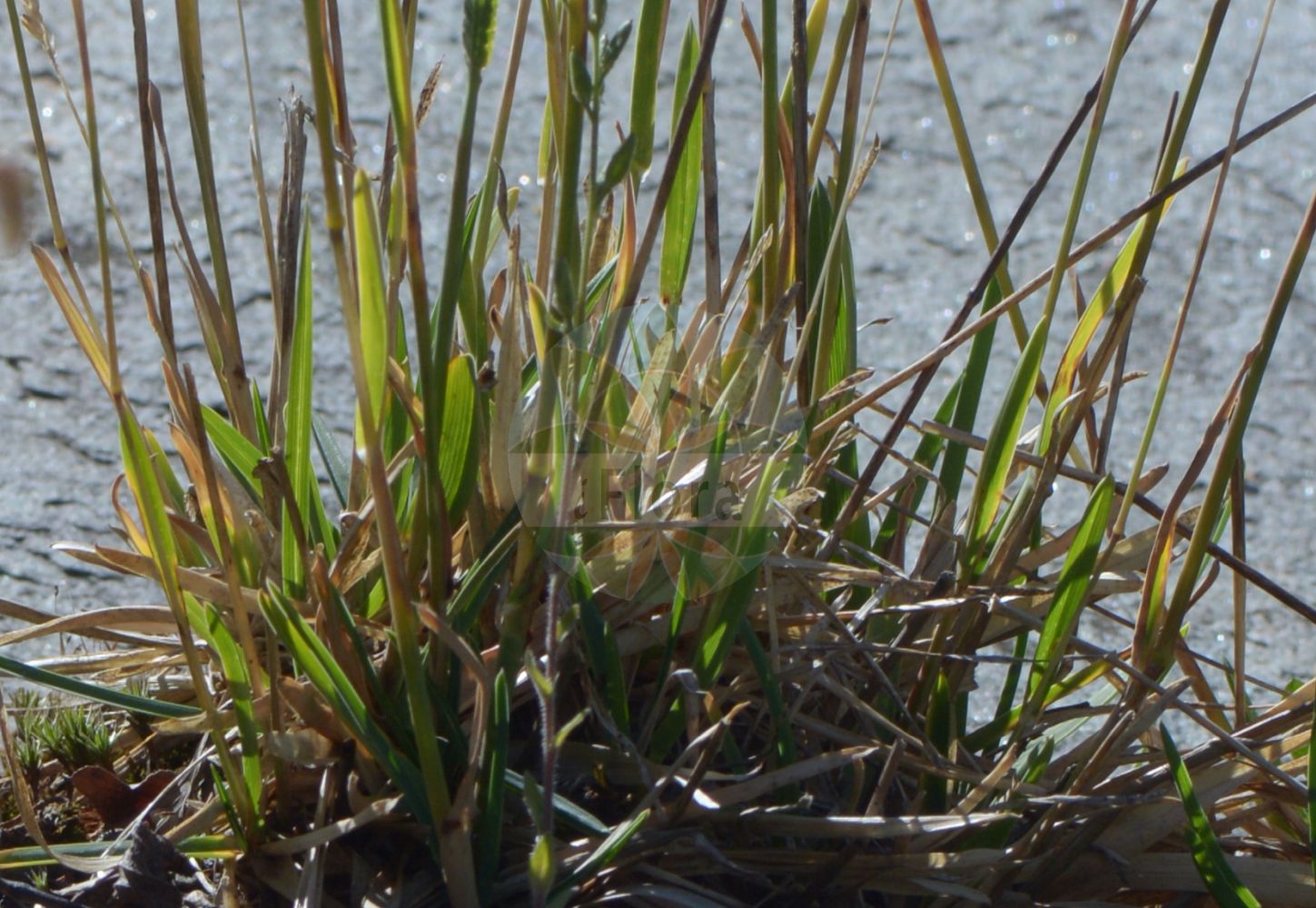 Foto von Poa alpina (Alpen-Rispengras - Alpine Meadow-grass). Das Foto wurde in Oslo, Norwegen aufgenommen. ---- Photo of Poa alpina (Alpen-Rispengras - Alpine Meadow-grass). The picture was taken in Oslo, Norway.(Poa alpina,Alpen-Rispengras,Alpine Meadow-grass,Poa borisii,Poa alpina,Alpen-Rispengras,Alpine Meadow-grass,Alpine Bluegrass,Alpine Poa,Poa,Rispengras,Bluegrass,Poaceae,Süßgräser,Grass family)