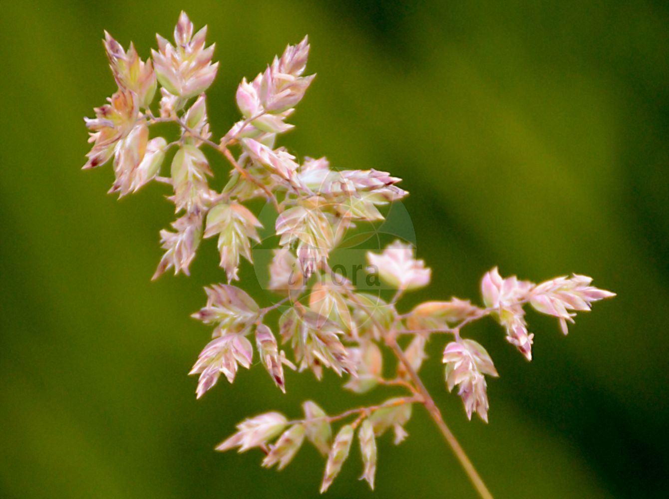 Foto von Poa badensis (Hügel-Rispengras - Baden's Bluegrass). Das Foto wurde in Dresden, Sachsen, Deutschland aufgenommen. ---- Photo of Poa badensis (Hügel-Rispengras - Baden's Bluegrass). The picture was taken in Dresden, Sachsen, Germany.(Poa badensis,Hügel-Rispengras,Baden's Bluegrass,Poa badensis,Poa bulbosa subsp. badensis,Huegel-Rispengras,Pannonisches Rispengras,Baden's Bluegrass,Poa,Rispengras,Bluegrass,Poaceae,Süßgräser,Grass family)