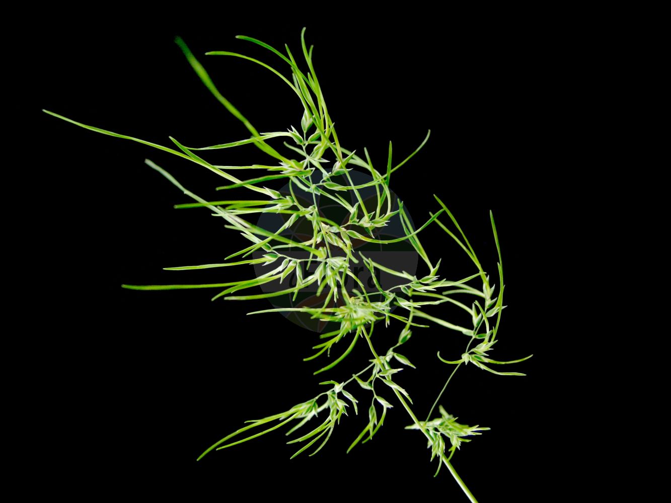 Foto von Poa bulbosa (Zwiebel-Rispengras - Bulbous Meadow-grass). ---- Photo of Poa bulbosa (Zwiebel-Rispengras - Bulbous Meadow-grass).(Poa bulbosa,Zwiebel-Rispengras,Bulbous Meadow-grass,Poa crispa,Poa bulbosa,Zwiebel-Rispengras,Bulbous Meadow-grass,Bulbous Bluegrass,Poa,Rispengras,Bluegrass,Poaceae,Süßgräser,Grass family)