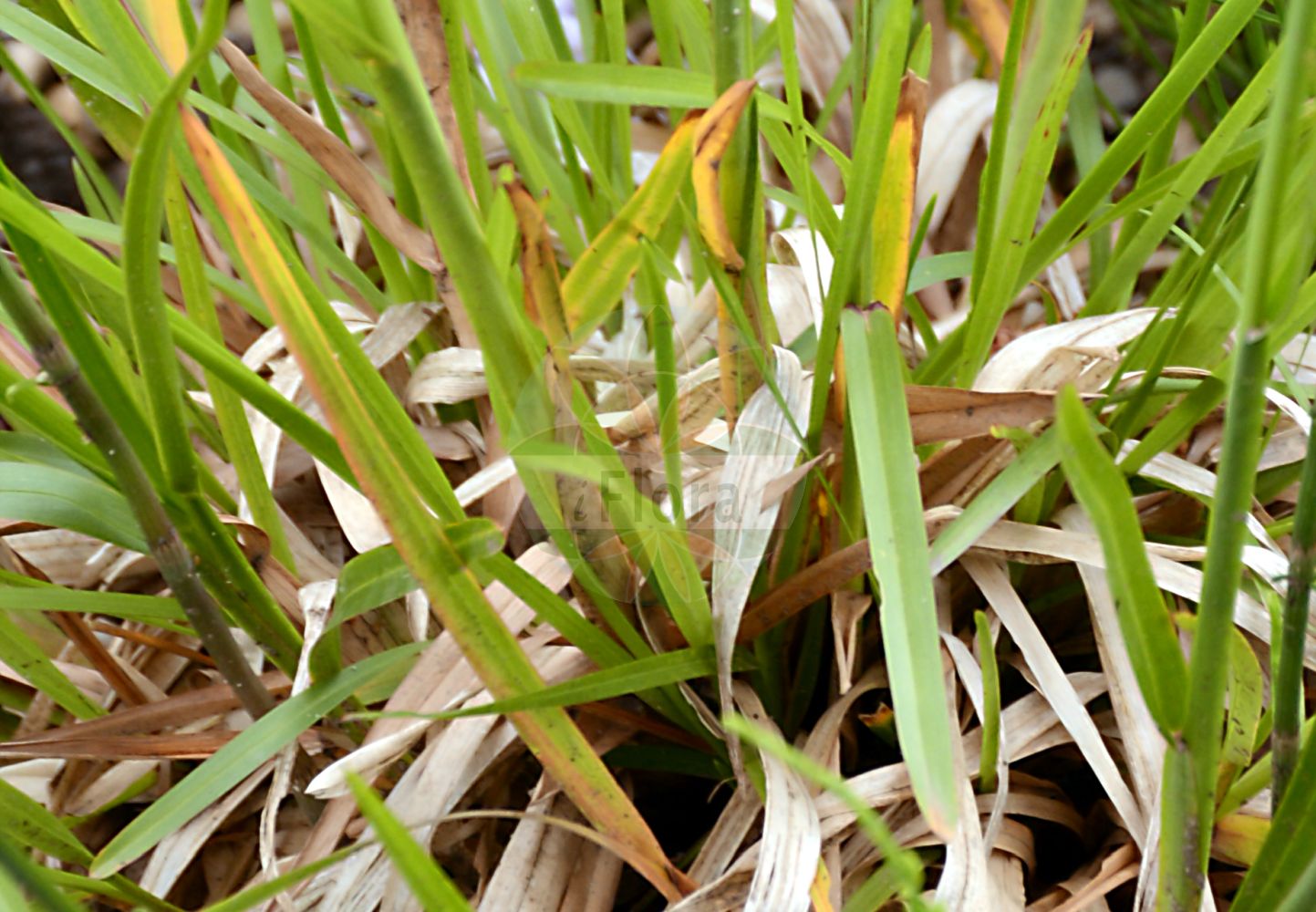 Foto von Poa chaixii (Berg-Rispengras - Broad-leaved Meadow-Grass). Das Foto wurde in München, Bayern, Deutschland aufgenommen. ---- Photo of Poa chaixii (Berg-Rispengras - Broad-leaved Meadow-Grass). The picture was taken in Munich, Bavaria, Germany.(Poa chaixii,Berg-Rispengras,Broad-leaved Meadow-Grass,Poa chaixii,Poa commutata,Poa haemi,Poa sudetica,Berg-Rispengras,Wald-Rispengras,Broad-leaved Meadow-Grass,Broadleaf Bluegrass,Chaix Speargrass,Poa,Rispengras,Bluegrass,Poaceae,Süßgräser,Grass family)