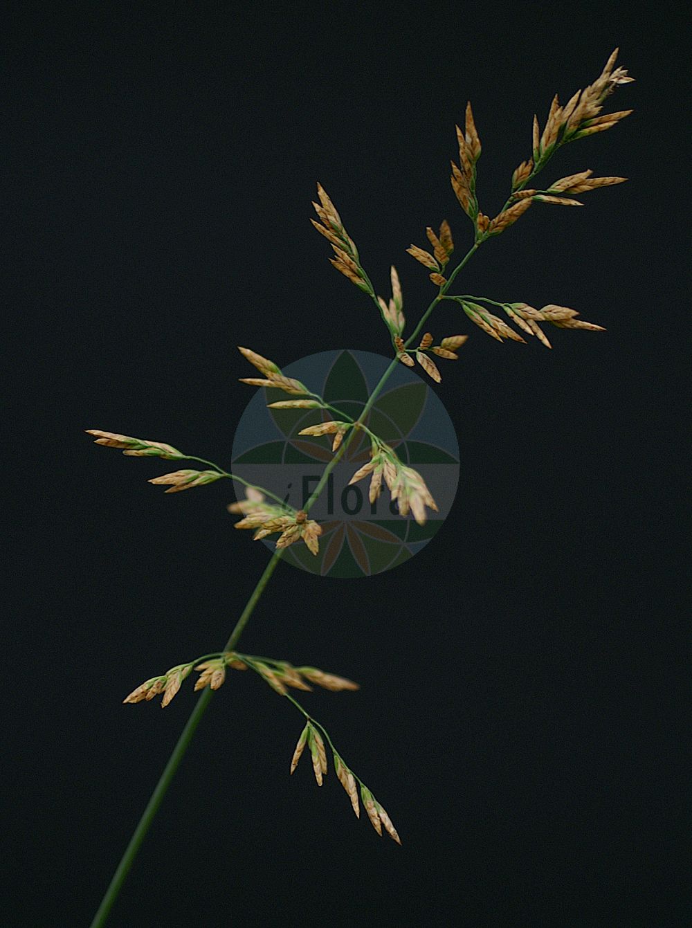 Foto von Poa compressa (Zusammengedrücktes Rispengras - Flattened Meadow-grass). ---- Photo of Poa compressa (Zusammengedrücktes Rispengras - Flattened Meadow-grass).(Poa compressa,Zusammengedrücktes Rispengras,Flattened Meadow-grass,Poa compressa,Zusammengedruecktes Rispengras,Lang-Rispengras,Platthalm-Rispengras,Flattened Meadow-grass,Canada Bluegrass,Poa,Rispengras,Bluegrass,Poaceae,Süßgräser,Grass family)