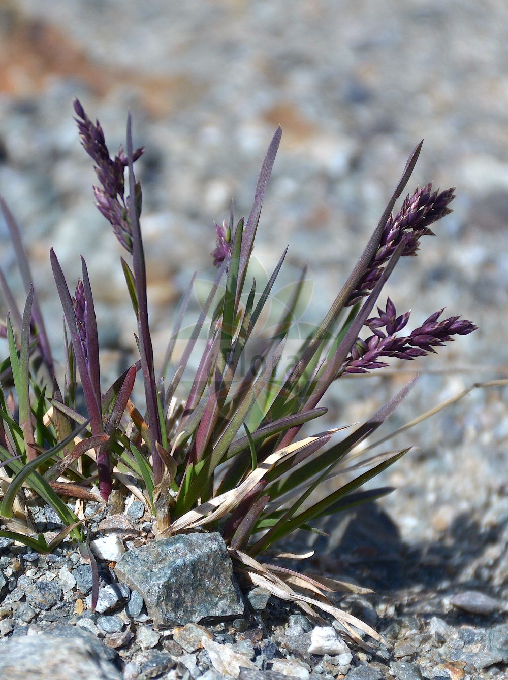 Foto von Poa laxa (Schlaffes Rispengras - Wavy Meadow-grass). ---- Photo of Poa laxa (Schlaffes Rispengras - Wavy Meadow-grass).(Poa laxa,Schlaffes Rispengras,Wavy Meadow-grass,Poa tremula,Poa laxa,Schlaffes Rispengras,Wavy Meadow-grass,Mt. Washington Bluegrass,Poa,Rispengras,Bluegrass,Poaceae,Süßgräser,Grass family)