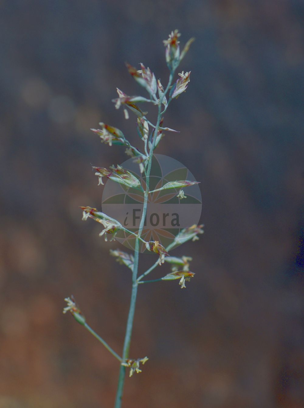 Foto von Poa glauca (Blaues Rispengras - Glaucous Meadow-grass). Das Foto wurde in Uppsala, Schweden aufgenommen. ---- Photo of Poa glauca (Blaues Rispengras - Glaucous Meadow-grass). The picture was taken in Uppsala, Sweden.(Poa glauca,Blaues Rispengras,Glaucous Meadow-grass,Poa balfourii,Poa bryophila,Poa caesia,Poa ganeschinii,Poa glauca,Poa glaucantha,Poa jurassica,Poa riphaea,Blaues Rispengras,Blaugruenes Rispengras,Glaucous Meadow-grass,Glaucous Bluegrass,Poa,Rispengras,Bluegrass,Poaceae,Süßgräser,Grass family)