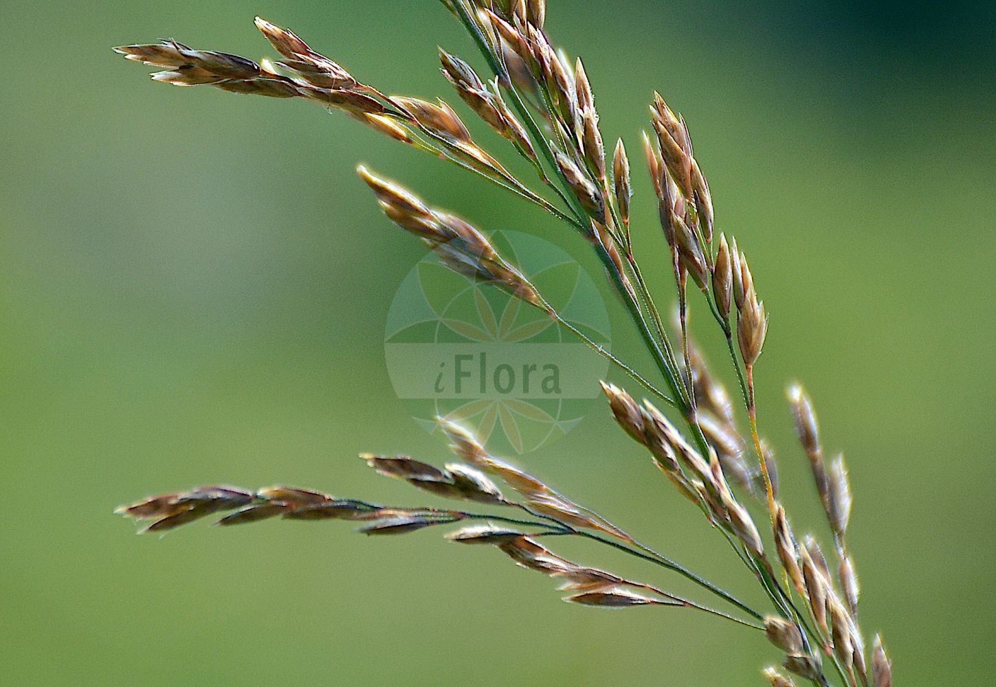 Foto von Poa nemoralis (Hain-Rispengras - Wood Meadow-grass). Das Foto wurde in Bonn, Nordrhein-Westfalen, Deutschland aufgenommen. ---- Photo of Poa nemoralis (Hain-Rispengras - Wood Meadow-grass). The picture was taken in Bonn, North Rhine-Westphalia, Germany.(Poa nemoralis,Hain-Rispengras,Wood Meadow-grass,Poa nemoralis,Poa nemoralis var. rigidula,Hain-Rispengras,Wood Meadow-grass,Wood Bluegrass,Wood Poa,Poa,Rispengras,Bluegrass,Poaceae,Süßgräser,Grass family)