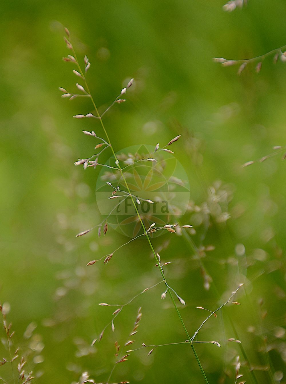 Foto von Poa palustris (Sumpf-Rispengras - Swamp Meadow-grass). Das Foto wurde in Berlin, Deutschland aufgenommen. ---- Photo of Poa palustris (Sumpf-Rispengras - Swamp Meadow-grass). The picture was taken in Berlin, Germany.(Poa palustris,Sumpf-Rispengras,Swamp Meadow-grass,Poa fertilis,Poa palustris,Poa pinetorum,Poa serotina,Poa volhynensis,Sumpf-Rispengras,Swamp Meadow-grass,Fowl Bluegrass,Narrow-leaved Meadowgrass,Poa,Rispengras,Bluegrass,Poaceae,Süßgräser,Grass family)