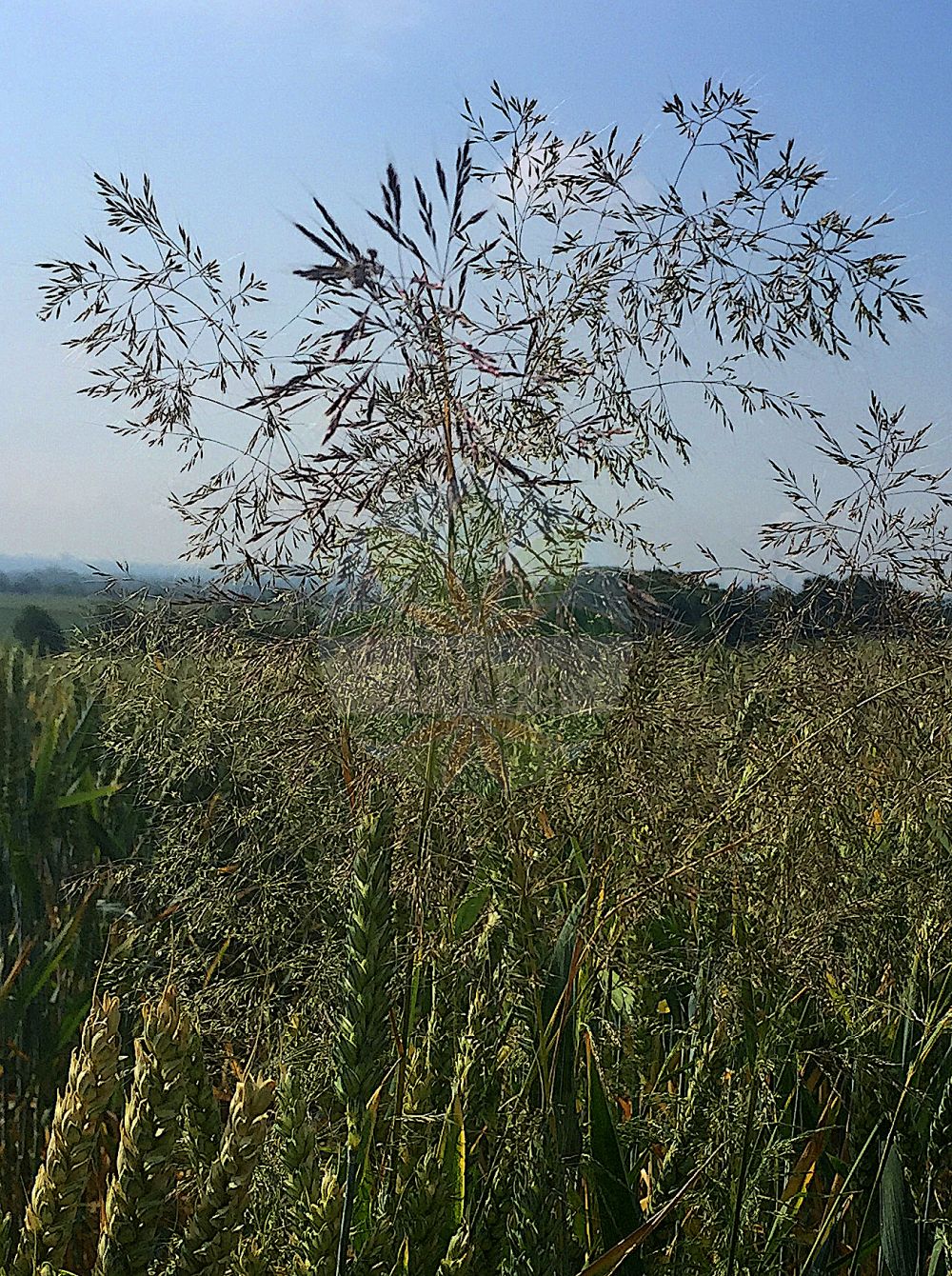 Foto von Apera spica-venti (Acker-Windhalm - Loose Silky-bent). Das Foto wurde in Hessen, Deutschland, Oberrheinisches Tiefland und Rhein-Main-Ebene, Untermainebene aufgenommen. ---- Photo of Apera spica-venti (Acker-Windhalm - Loose Silky-bent). The picture was taken in Hesse, Germany, Oberrheinisches Tiefland and Rhein-Main-Ebene, Untermainebene.(Apera spica-venti,Acker-Windhalm,Loose Silky-bent,Agrostis spica-venti,Apera longiseta,Apera spica-venti,Acker-Windhalm,Loose Silky-bent,Silky Apera,Silky Bent,Silky Wind Grass,Wind Grass,Apera,Windhalm,Silkybent,Poaceae,Süßgräser,Grass family)