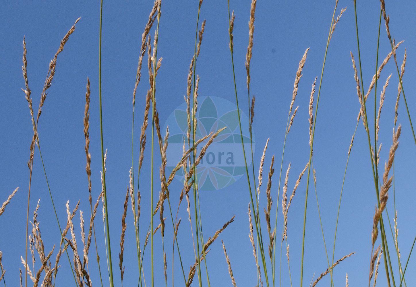 Foto von Scolochloa festucacea (Gewöhnliches Schwingelschilf - Swamp Grass). Das Foto wurde in Mainz, Rheinland-Pfalz, Deutschland aufgenommen. ---- Photo of Scolochloa festucacea (Gewöhnliches Schwingelschilf - Swamp Grass). The picture was taken in Mainz, Rhineland-Palatinate, Germany.(Scolochloa festucacea,Gewöhnliches Schwingelschilf,Swamp Grass,Arundo festucacea,Fluminia arundinacea,Graphephorum arundinacea,Scolochloa festucacea,Gewoehnliches Schwingelschilf,Gewoehnlicher Rohr-schwingel,Swamp Grass,Common Rivergrass,White-top,Scolochloa,Schwingelschilf,Rivergrass,Poaceae,Süßgräser,Grass family)